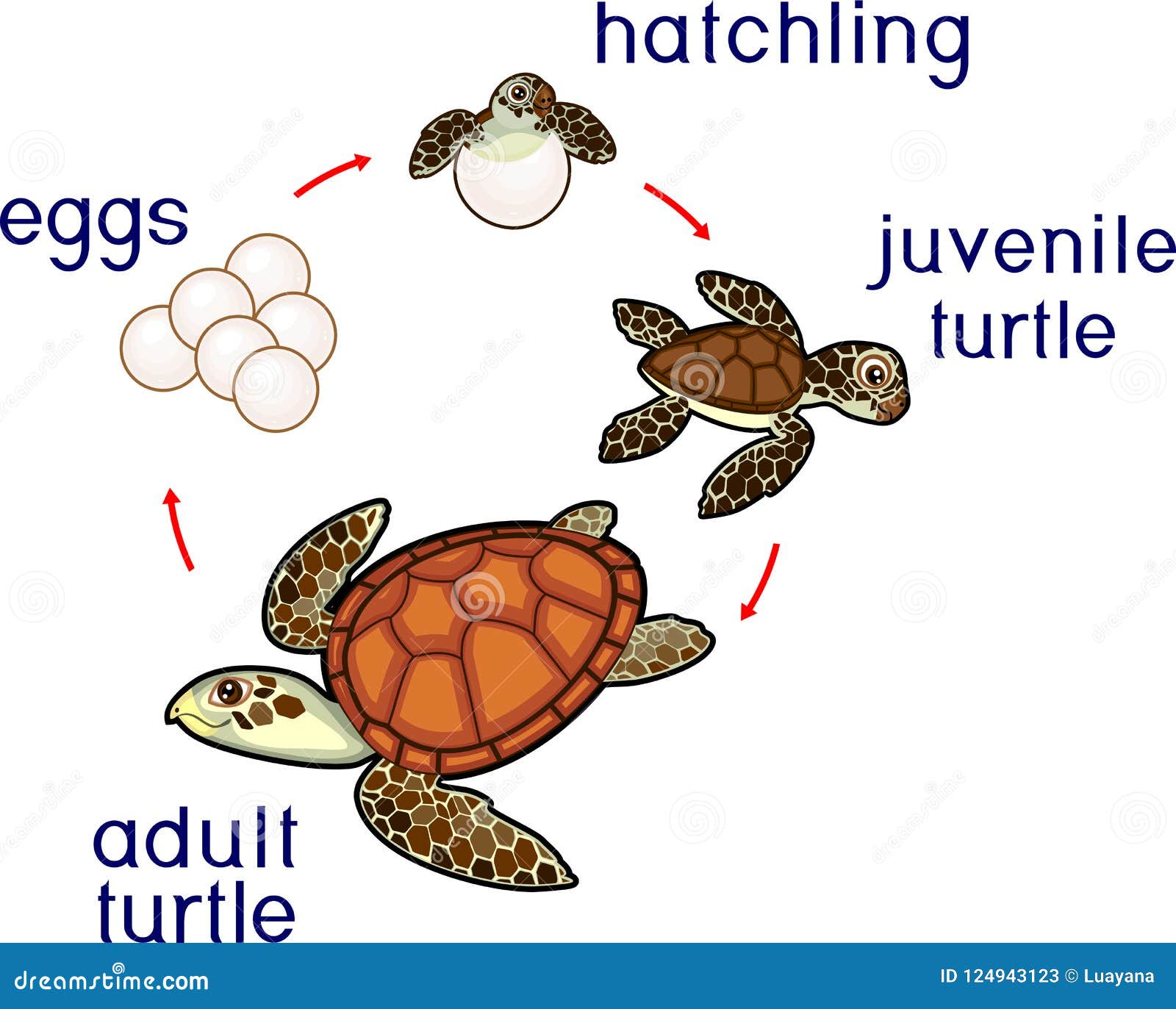 Tier lebenszyklus modell leatherback schildkröte meeres tiere spielzeug zyklus 