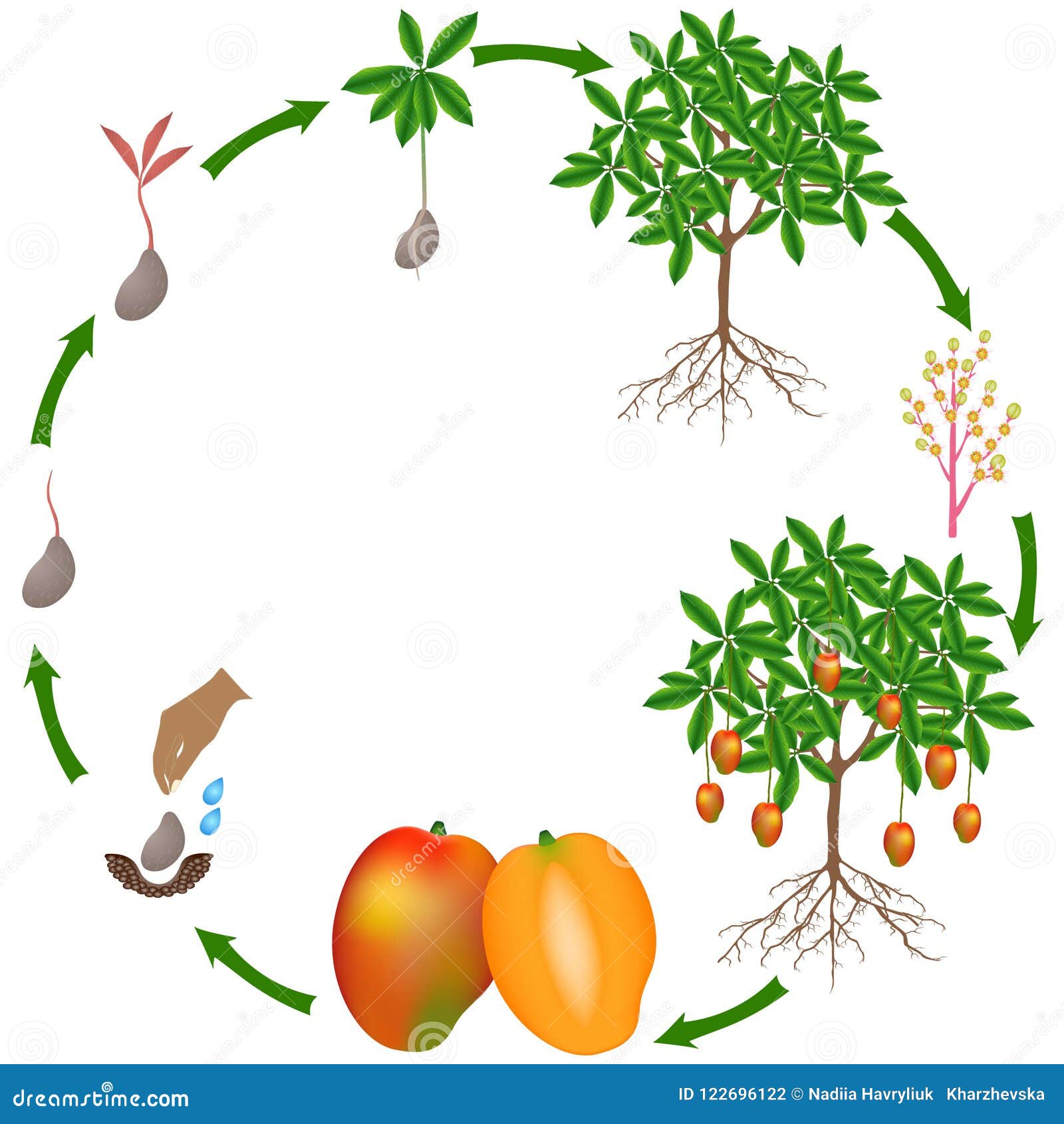 Lebenszyklus Einer Mangoanlage Auf Einem Weißen Hintergrund Vektor