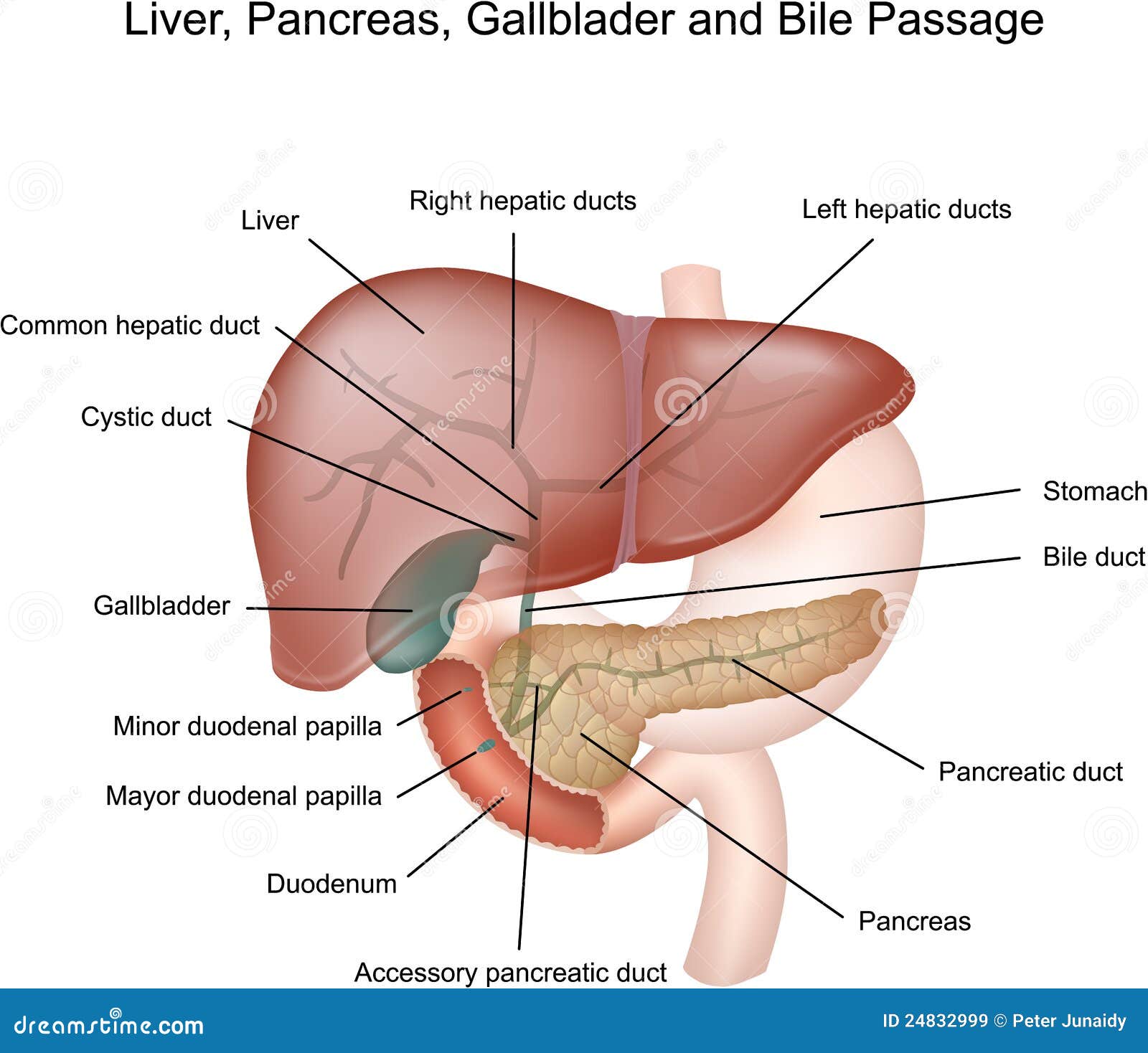 2/3 Menschlicher Magen Pankreas mit internem Organ Anatomie Modell für 