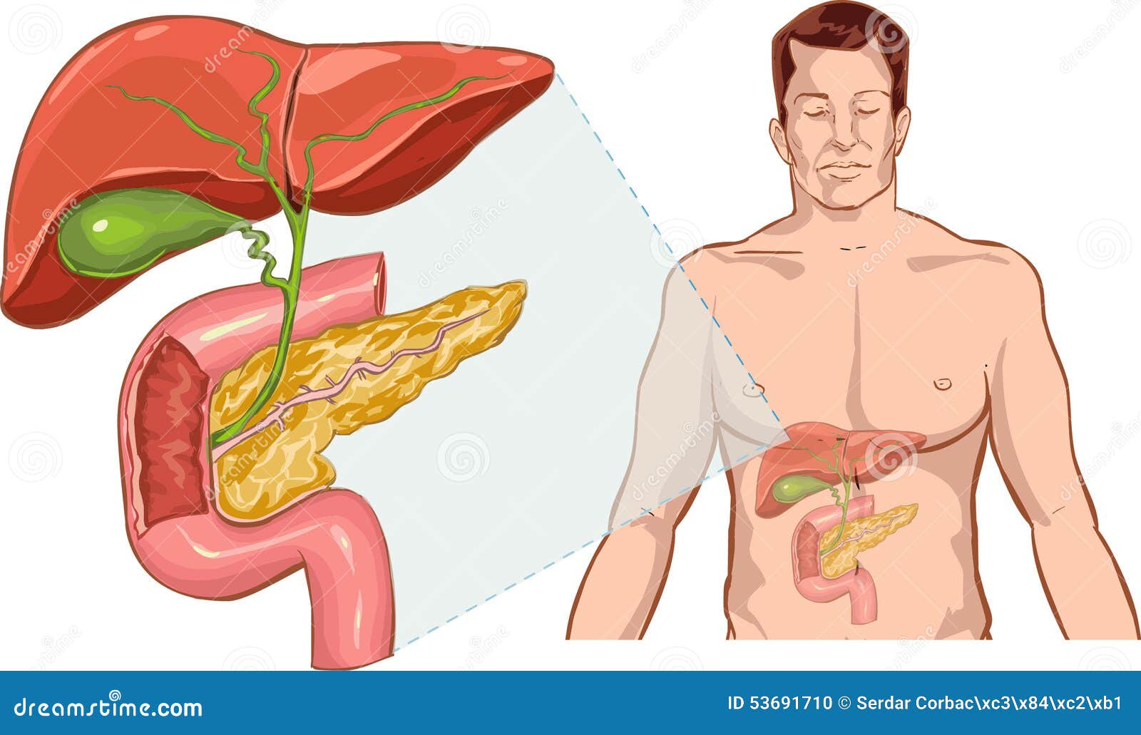 Изображение тела человека печень. Печень анатомия человека. Внутренние органы печень.
