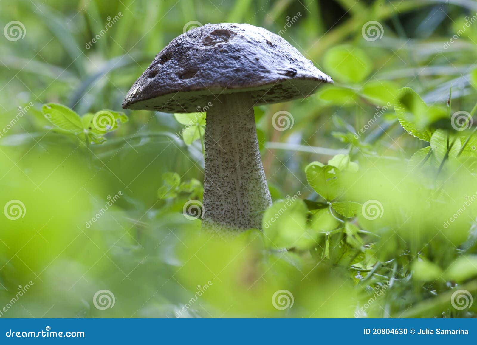 Leccinum del fungo. Fungo - leccinum nell'erba della foresta
