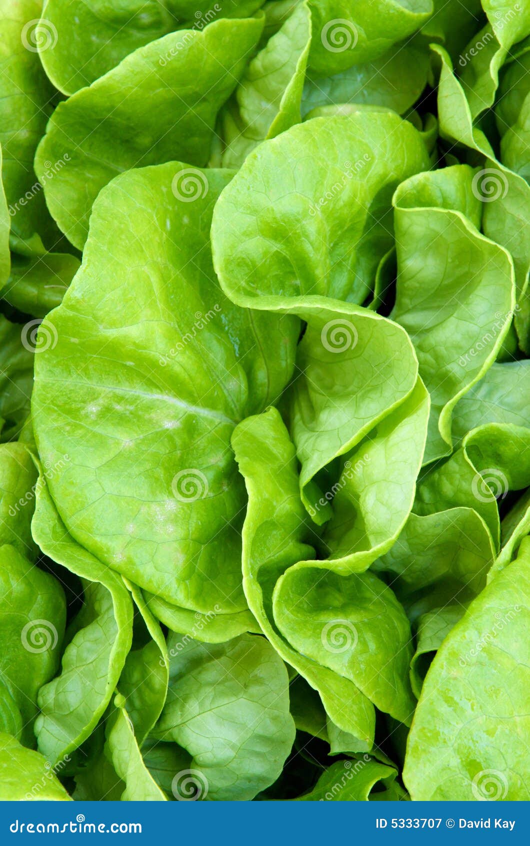 Lechuga de Butterhead imagen de archivo. Imagen de lechuga 5333707