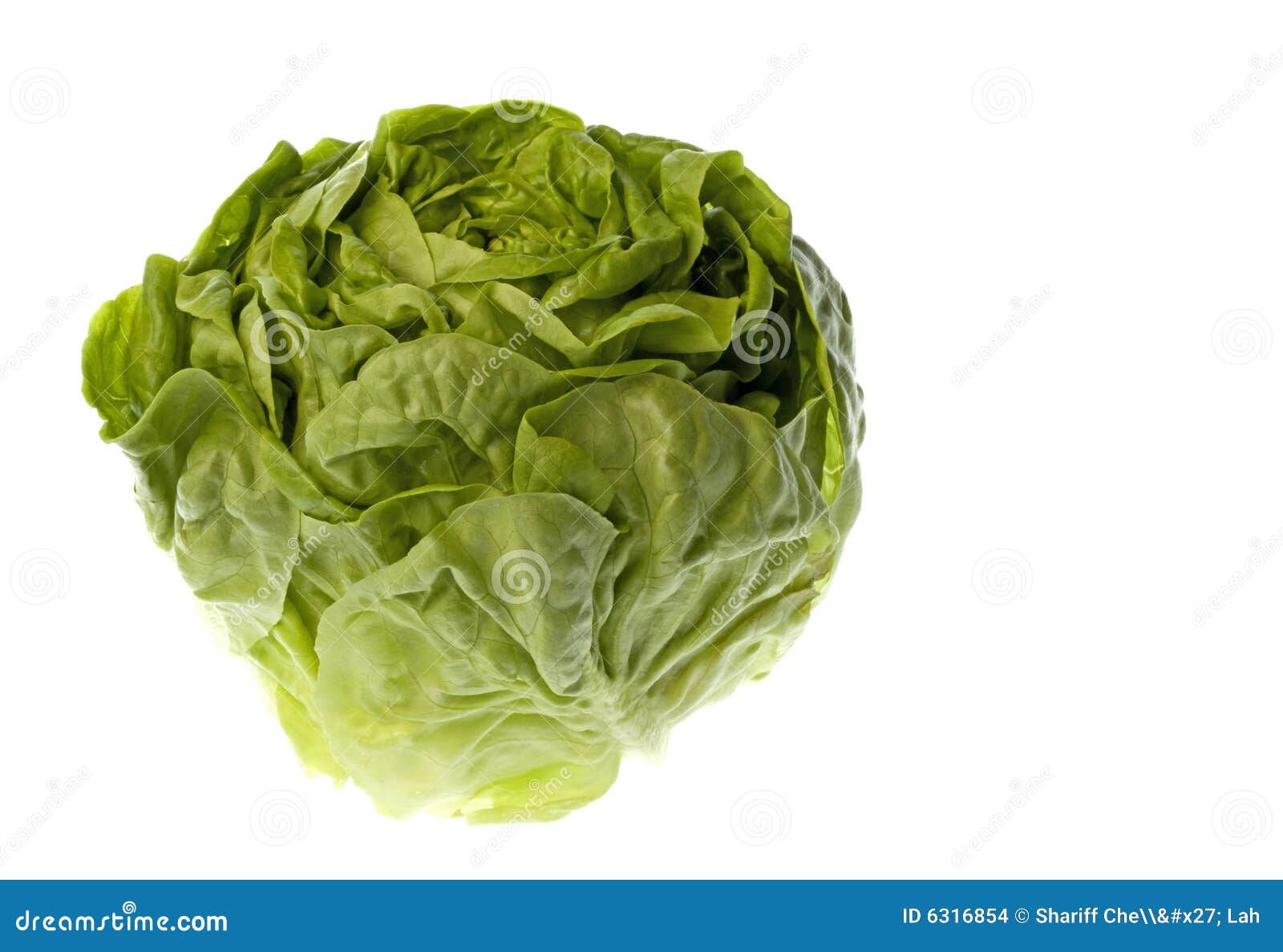 Lechuga De Butterhead Aislada Foto de archivo Imagen de hojas, primer