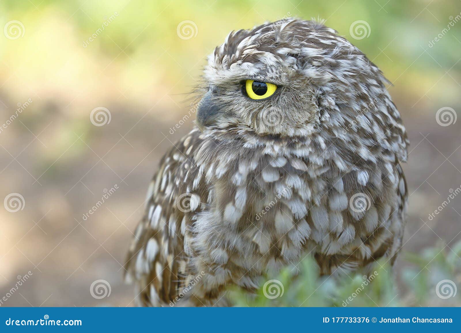 Lechuza pon Cut Out Stock Images & Pictures - Alamy