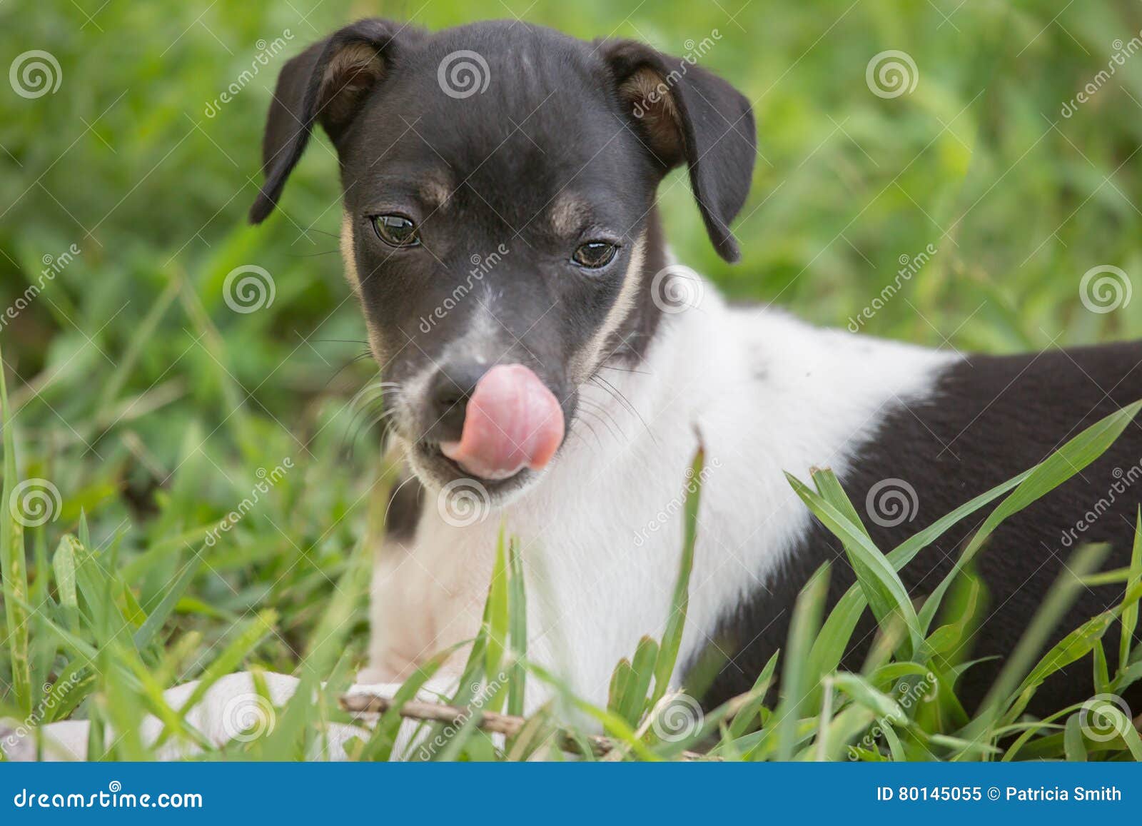 Lecken Von RattenTerrierWelpen Stockbild Bild von hunde, weiß 80145055