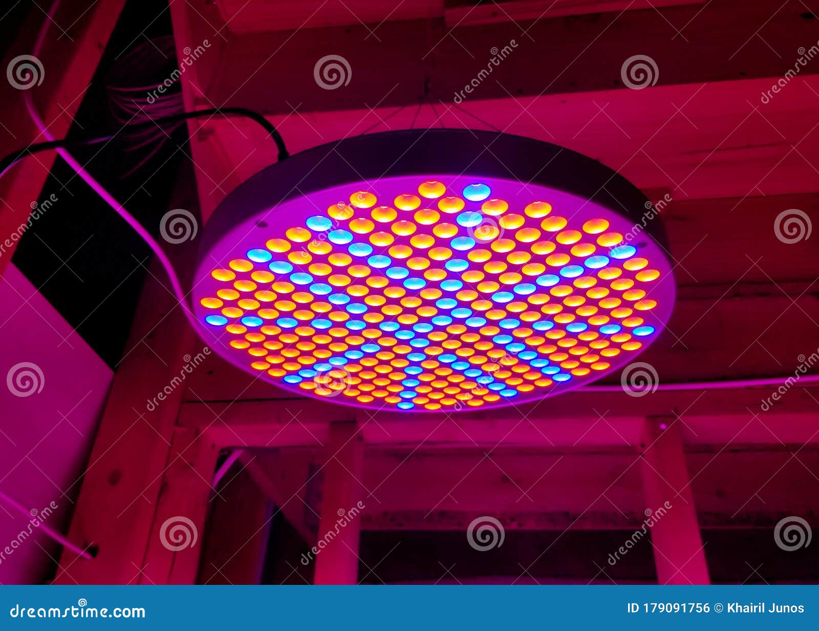 LED Grow Lights for Indoor Plants Inside the House Stock Photo Image