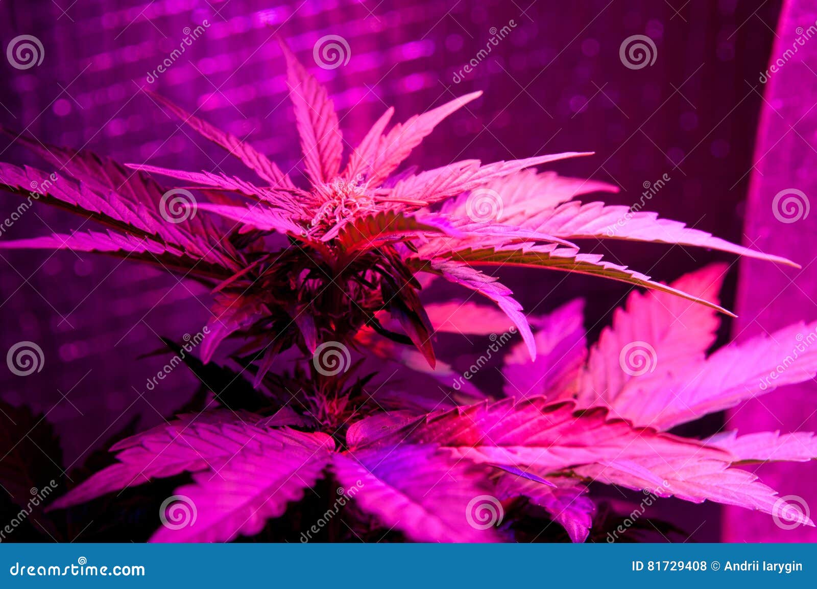 Розовая конопля фото где придумали марихуану
