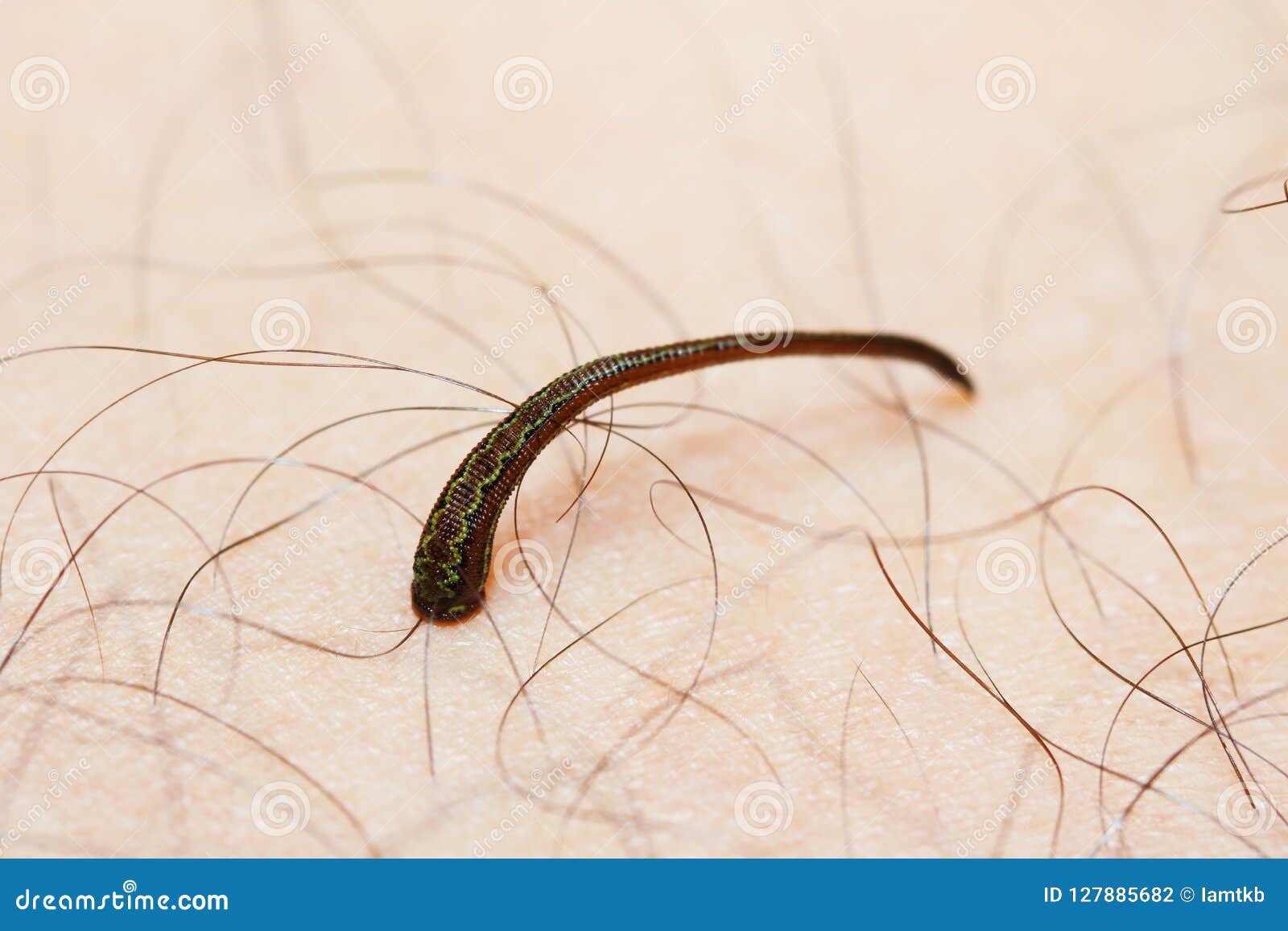 Leech on human skin stock photo. Image of creature, leeches - 127885682