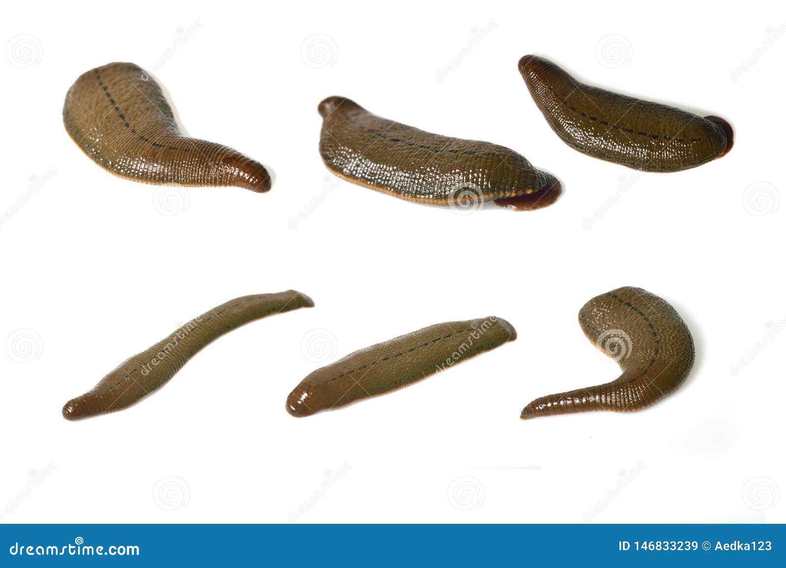 Leech isolated on white stock image. Image of hirudo 146833239