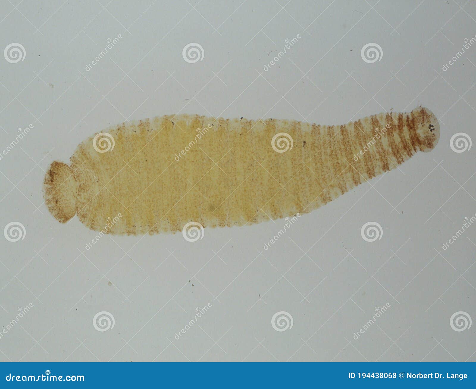 Leeches swim in the pond stock photo. Image of rtelwafrac14 194438068