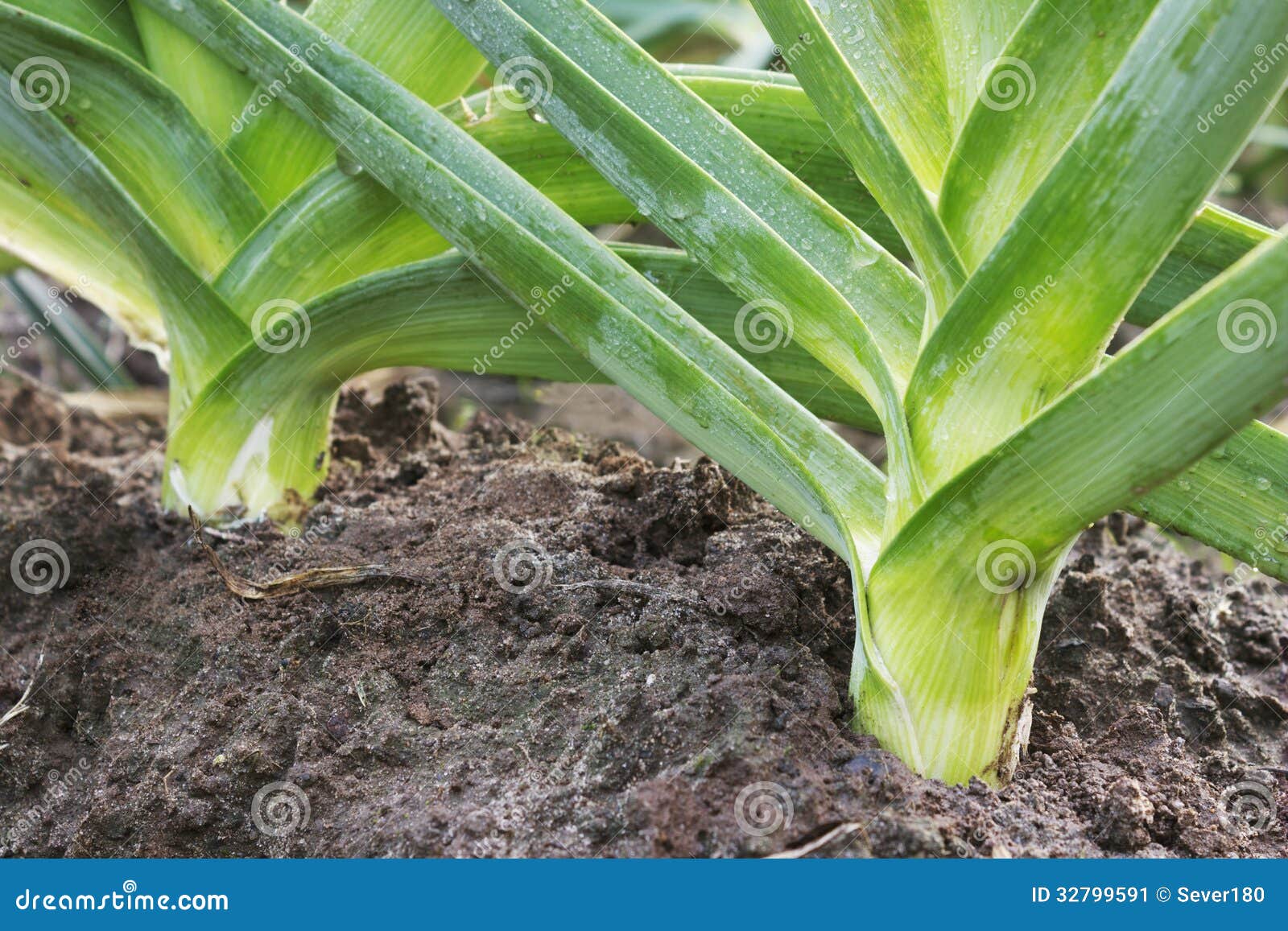 Leek Grows of Vegetable Garden Stock Image Image of agricultural