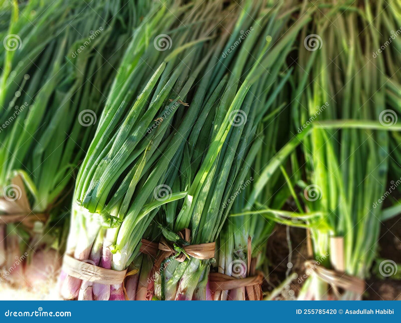 Leek/ kept for sale stock photo. Image of grass, garden 255785420
