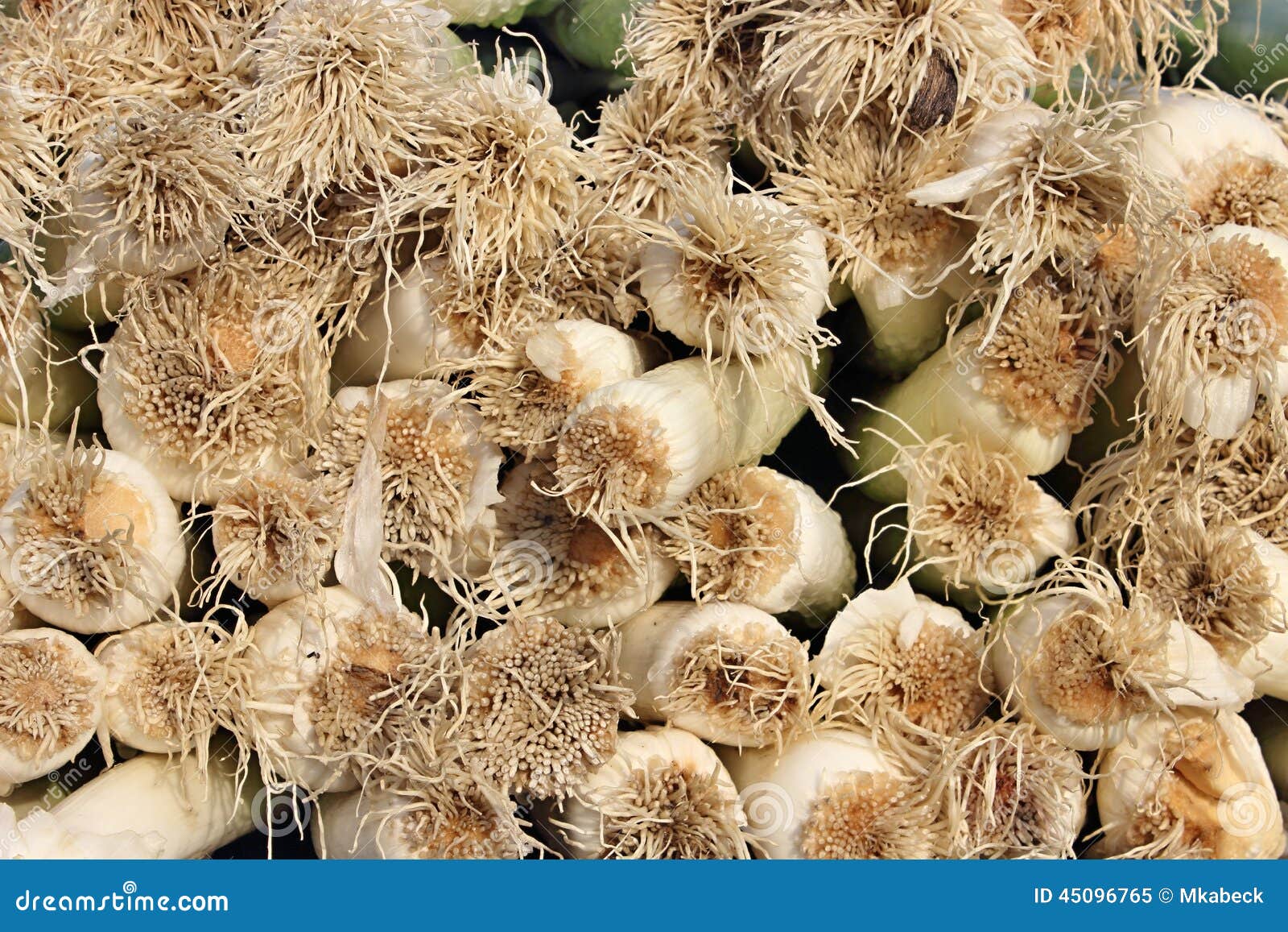 Leek roots stock image. Image of leeks, close, nature 45096765