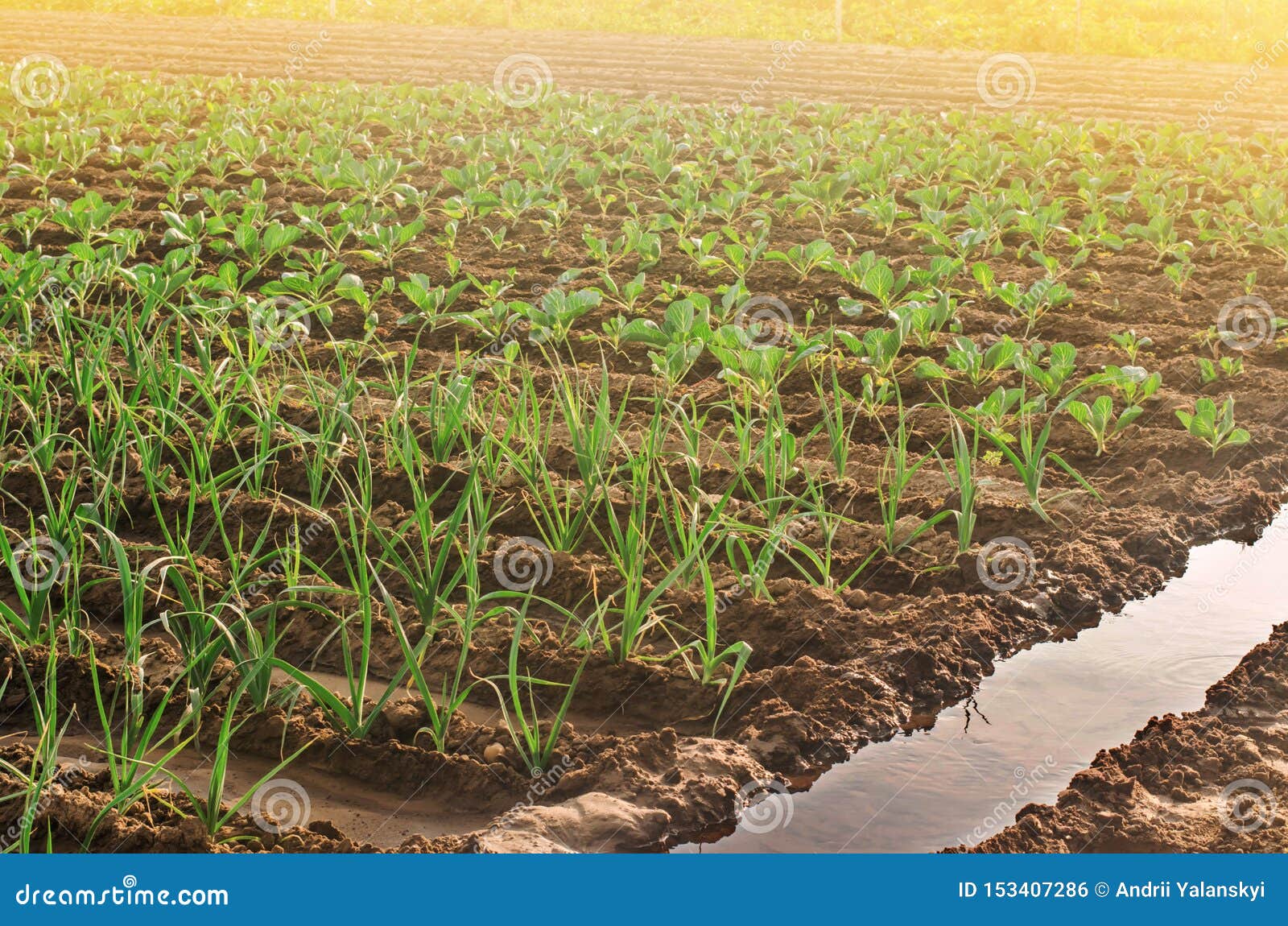 leek and young cabbage plantations. growing vegetables on the farm, harvesting for sale. agribusiness and farming. countryside.