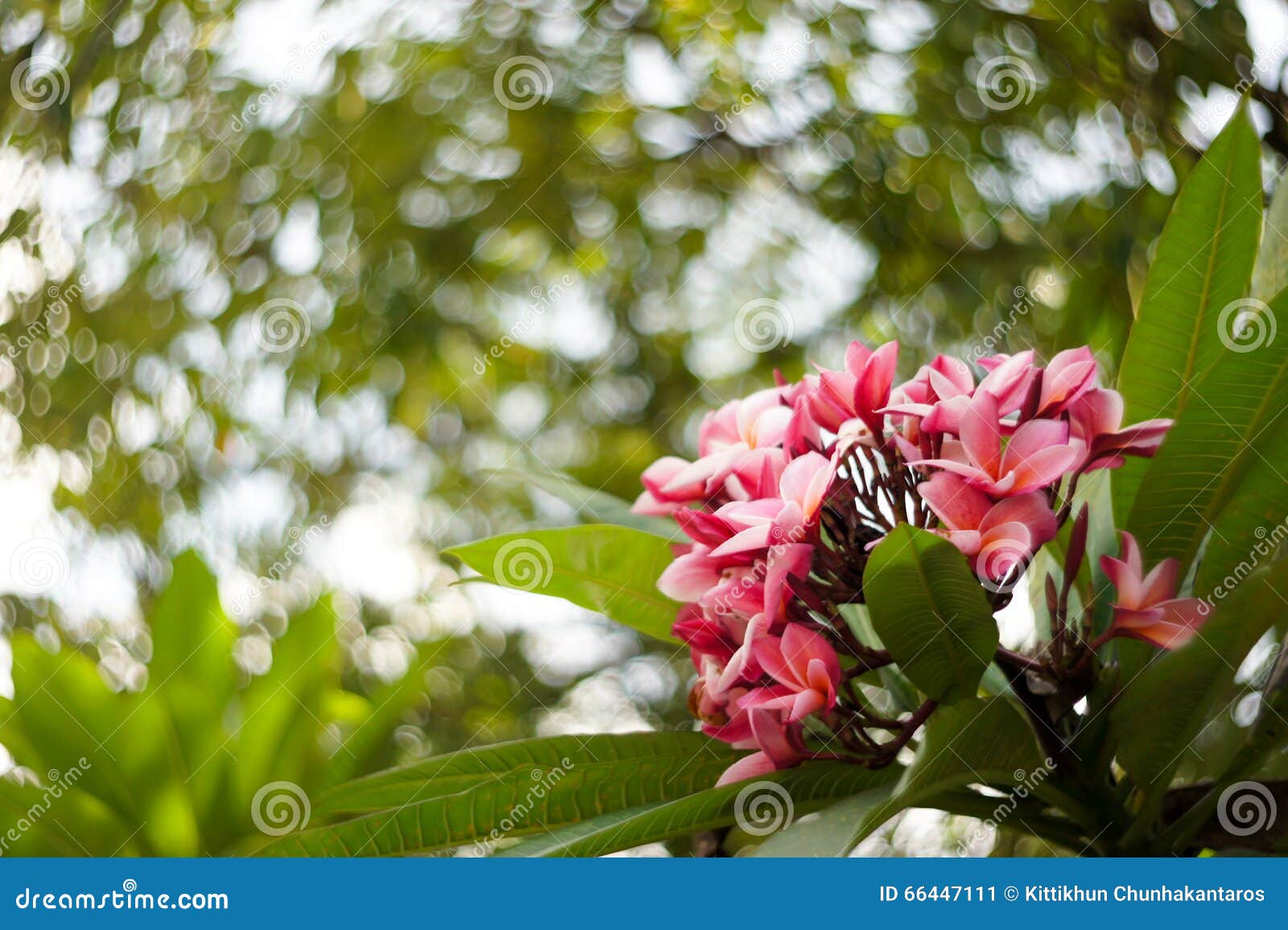 Leelawadee flower stock image. Image of nature, fresh - 66447111