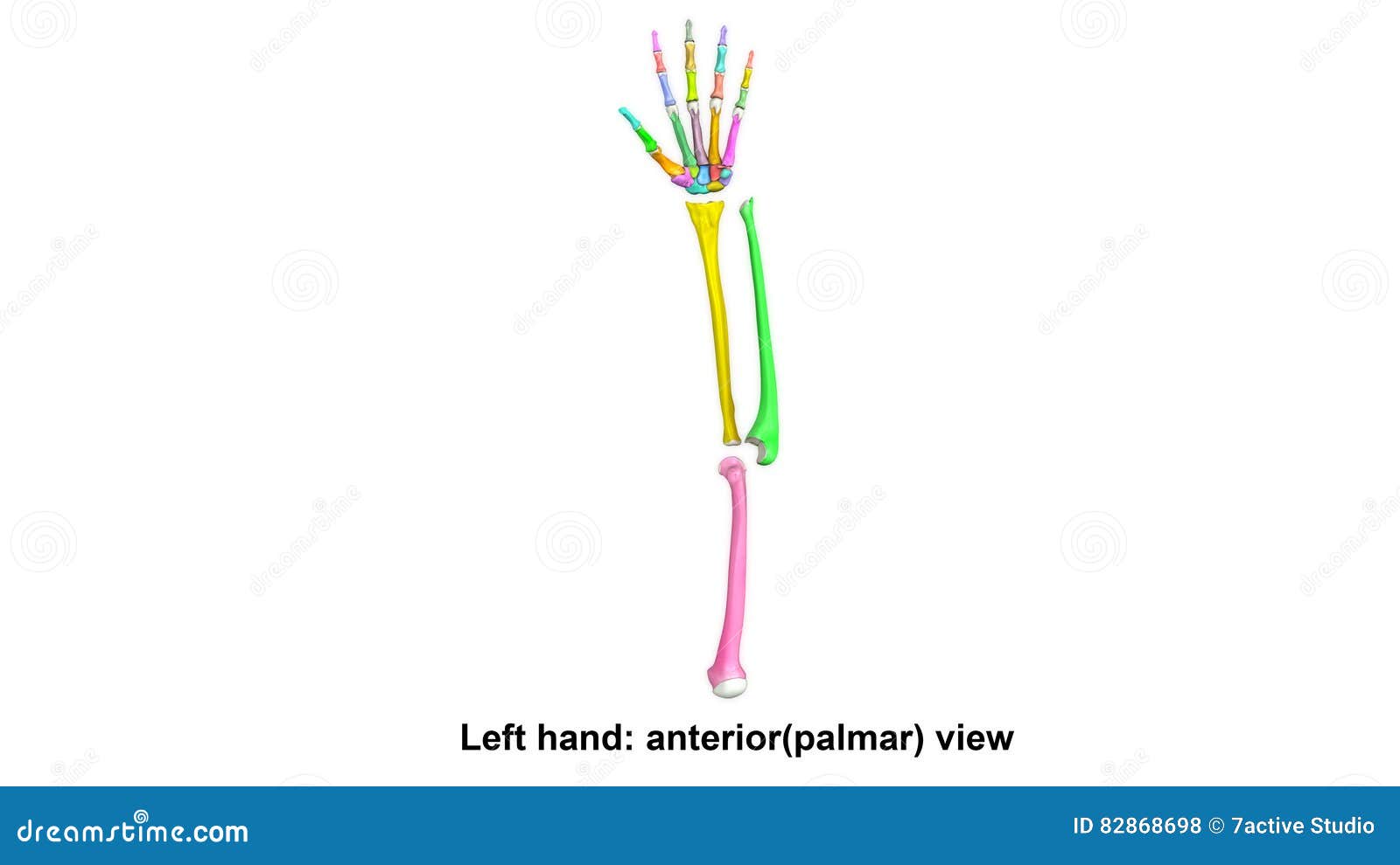 left hand full anterior palmar view