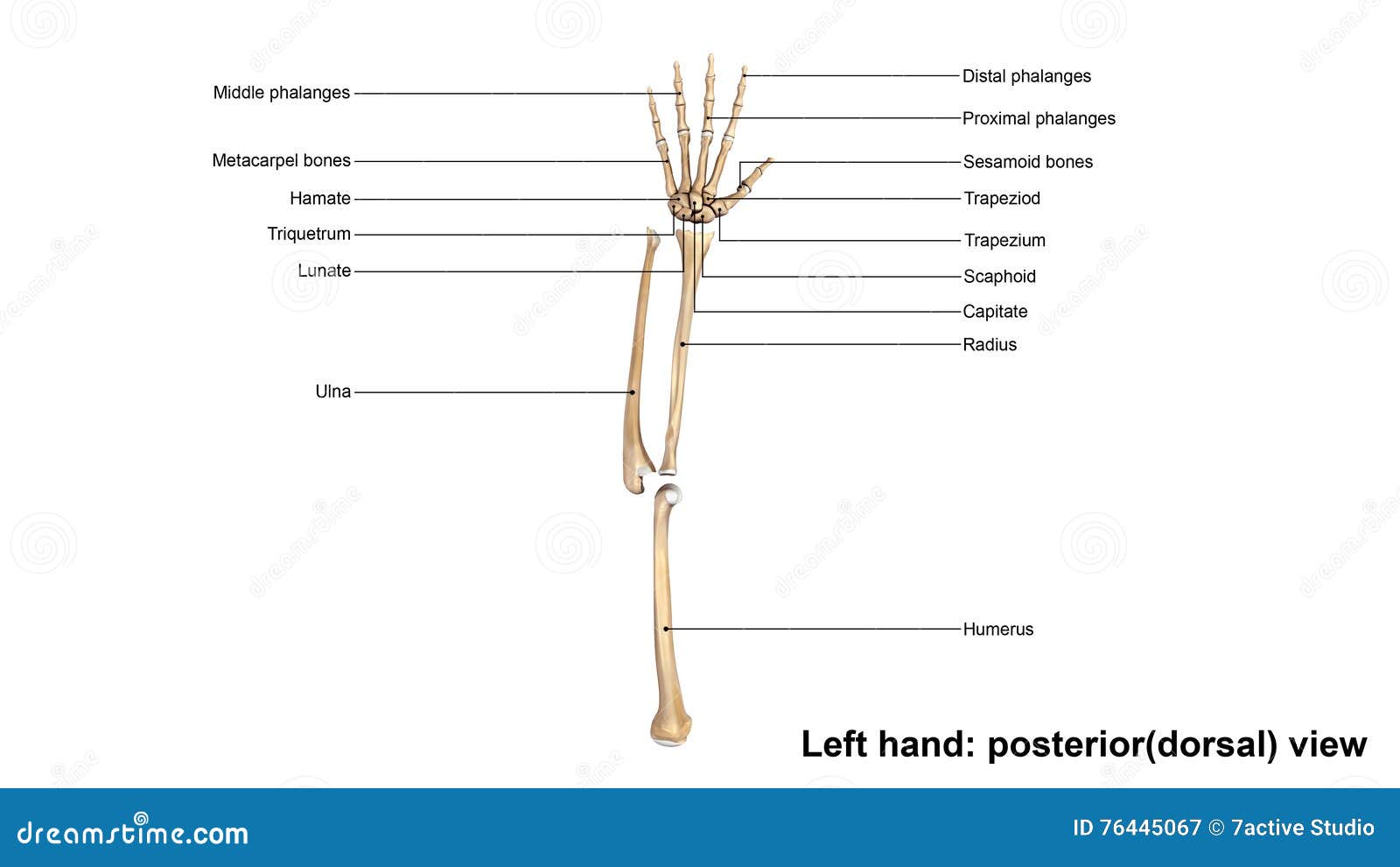 left hand full posterior dorsal view