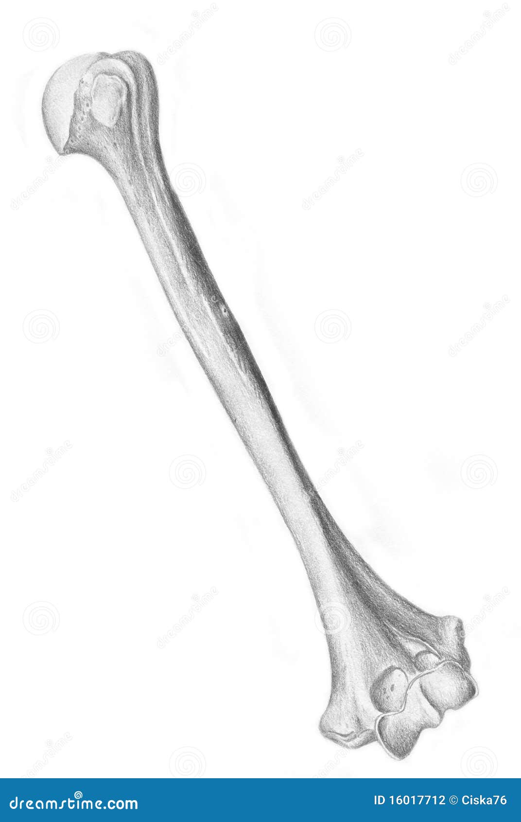 left arm skeleton drawing