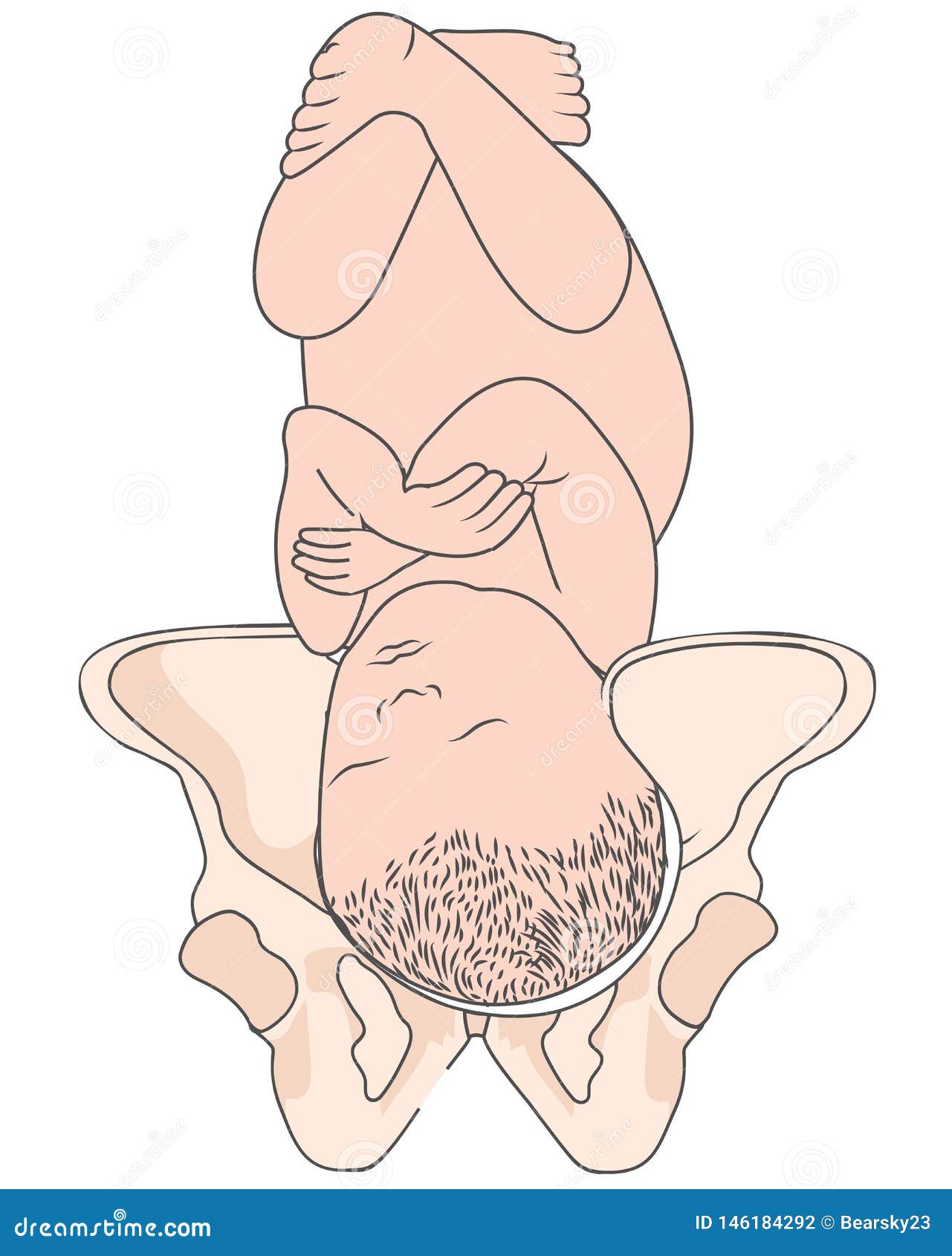 left occiput posterior lop baby fetal position pelvis  rop right