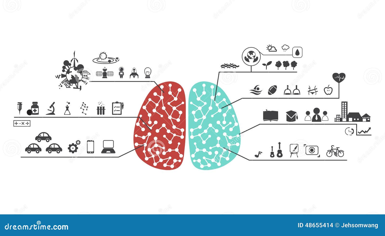 What are the functions of the left and right brain?