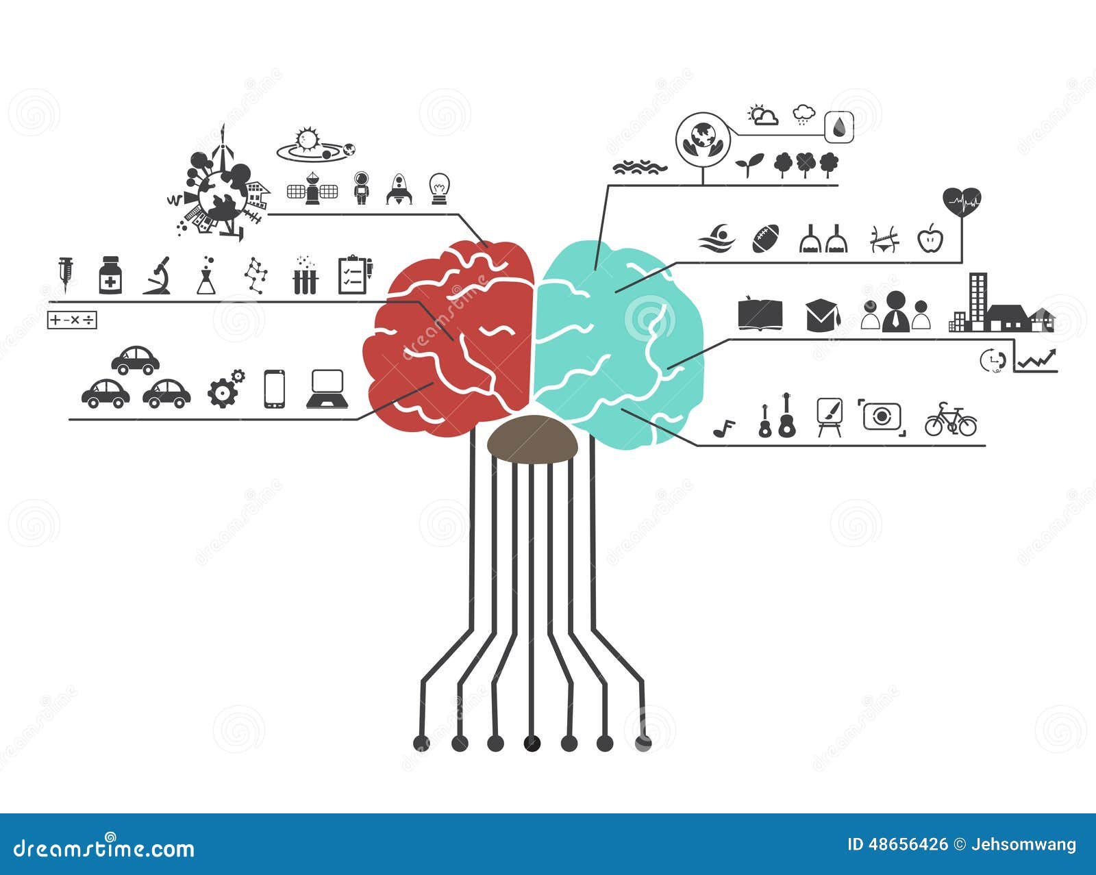 What are the functions of the left and right brain?