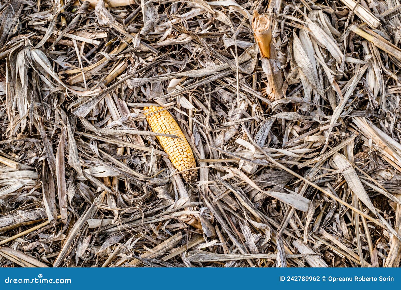 Leftover Corn Cob after Threshing. Stock Photo Image of detailed