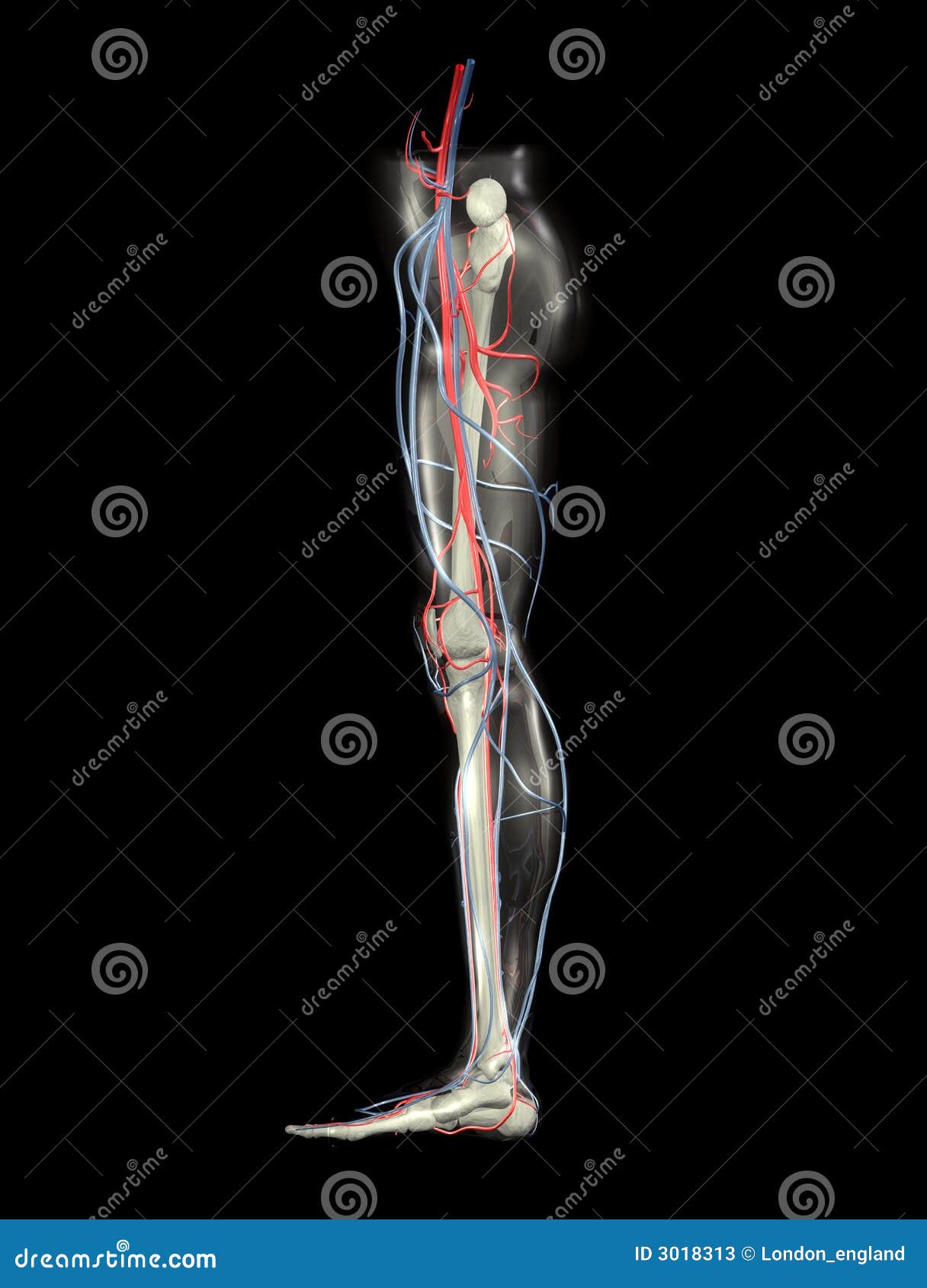 Leg Bones Arteries Veins Stock Illustration Illustration Of Body