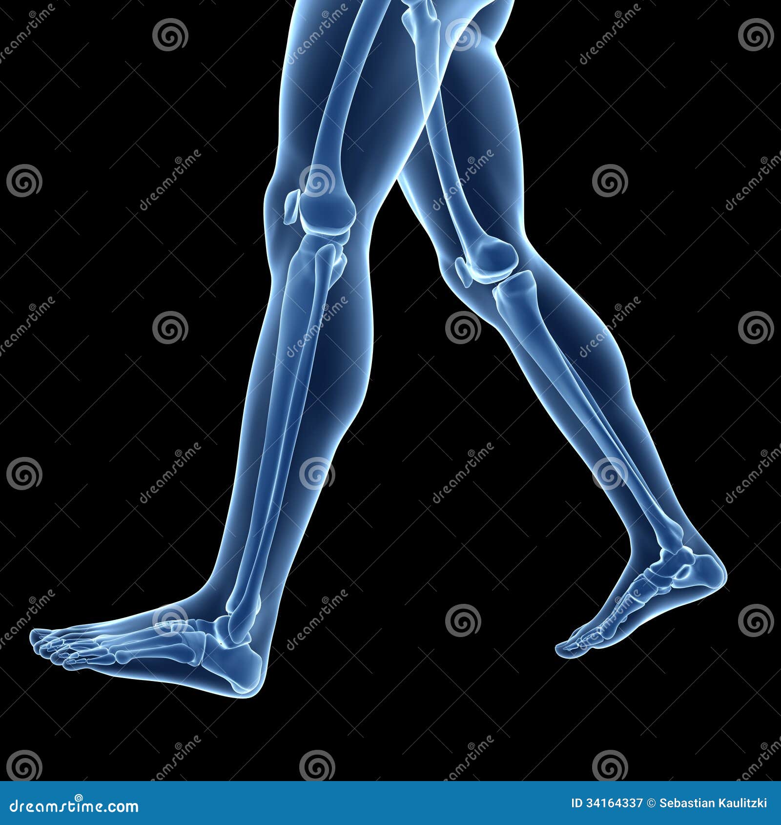 Leg Bones Stock Illustrations – 6,299 Leg Bones Stock