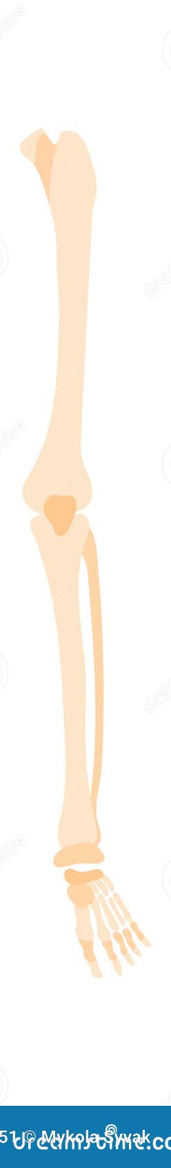 Leg Bones Flat Icon Human Anatomy Stock Vector Illustration Of