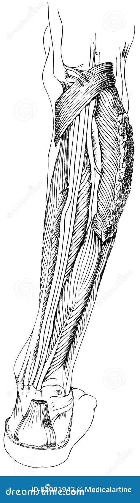 Leg - Lower Foot Muscles And Tendons Posterior View Stock ...