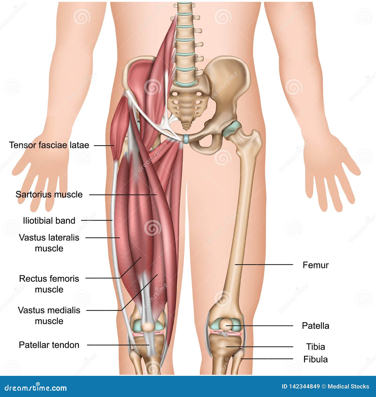 Leg Muscle Anatomy 3d Medical Illustration Quadriceps ...