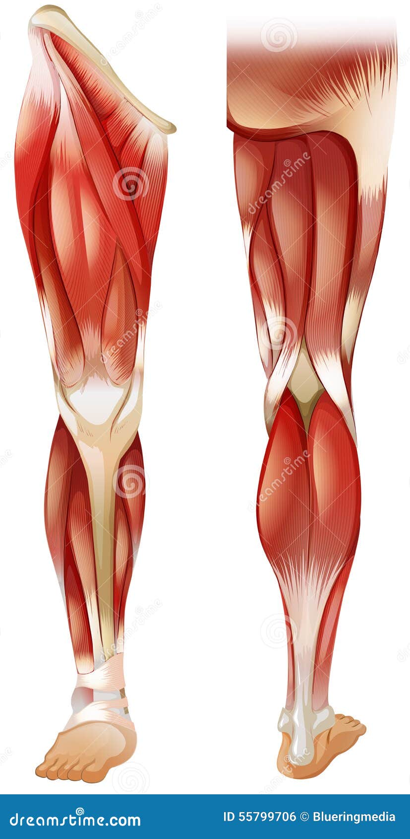 how to draw cartoon muscles Vector Leg 40353 Images & Cartoons, Illustrations Stock how to draw cartoon muscles Vector Leg 40353 Images & Cartoons, Illustrations Stock