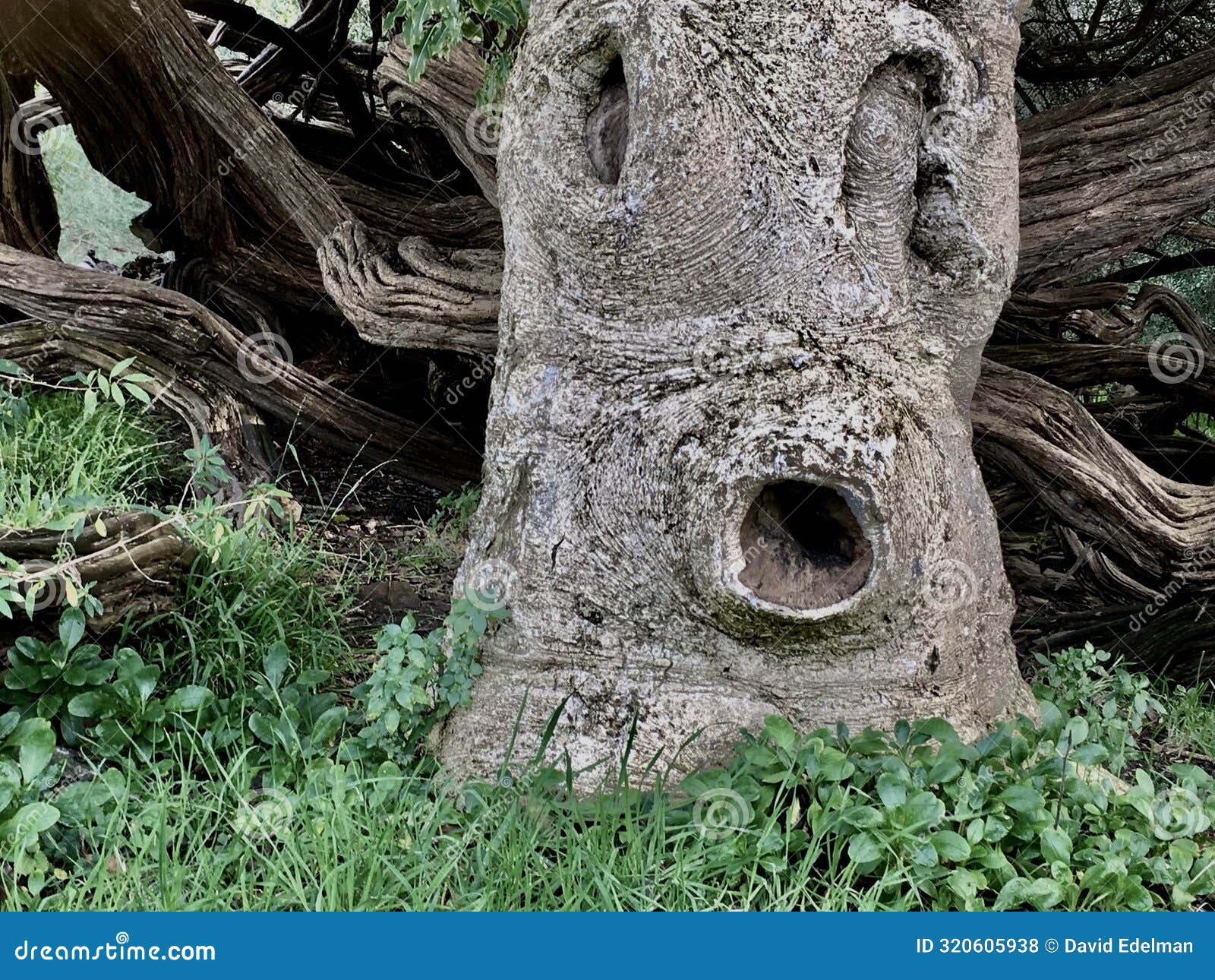 wizened old man of the forest 1