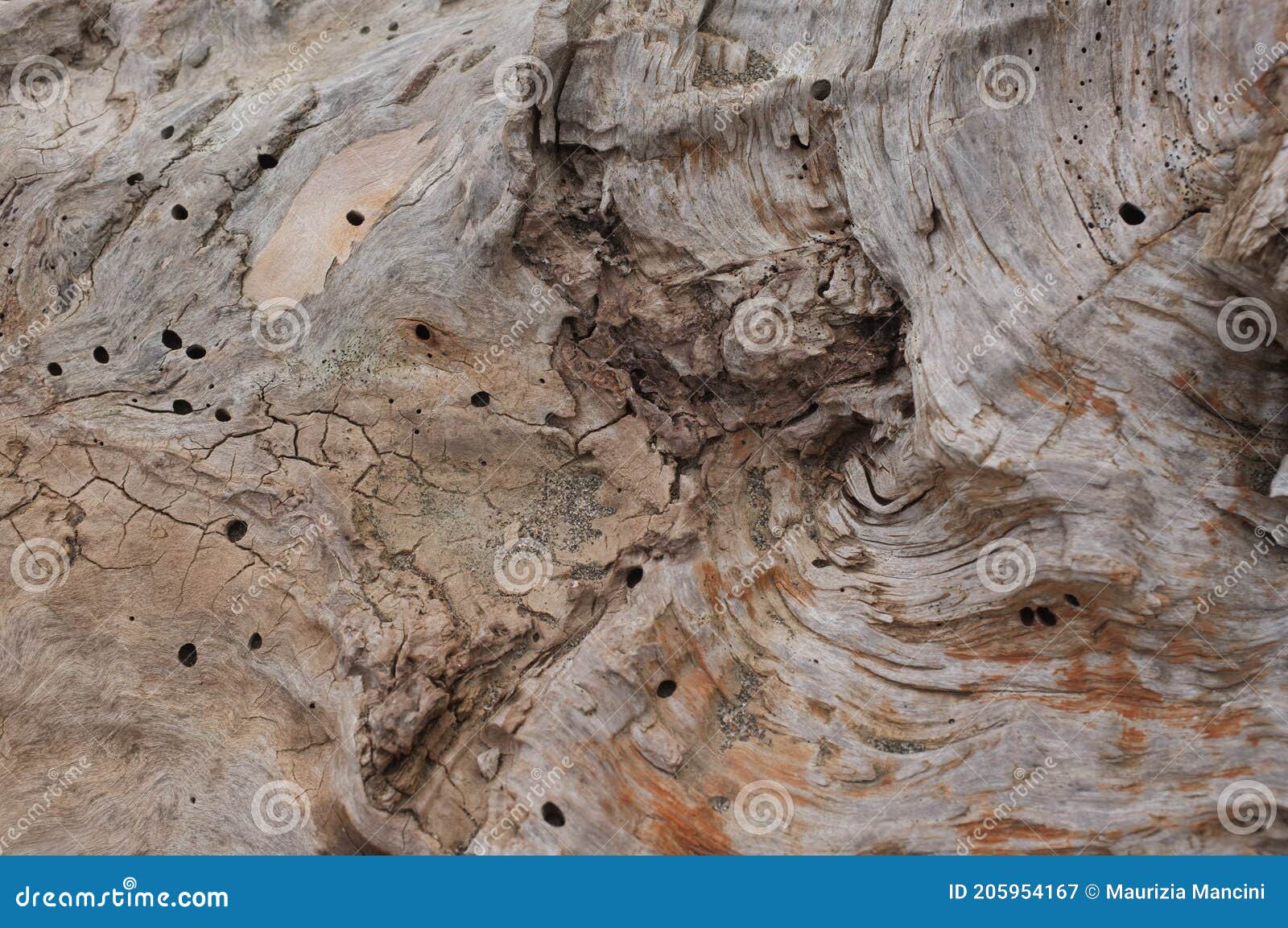 legno di albero tarlato