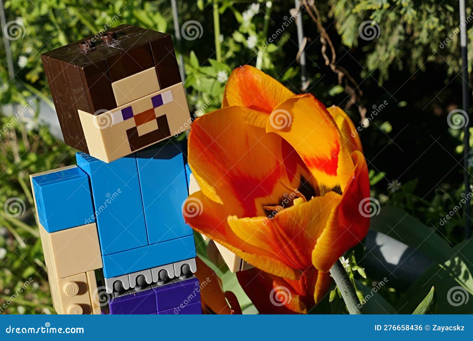 Lego Minecraft Grande Figura Di Personaggi Principali Che Esamina Il  Bellissimo Fiore Di Tulipano Fotografia Editoriale - Immagine di giardino,  flora: 276658436