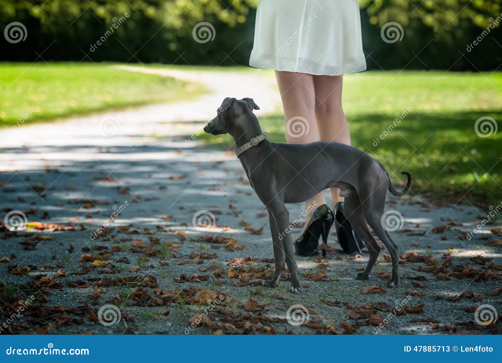 Legs of the Girl with Greyhound in the Park Stock Image Image of