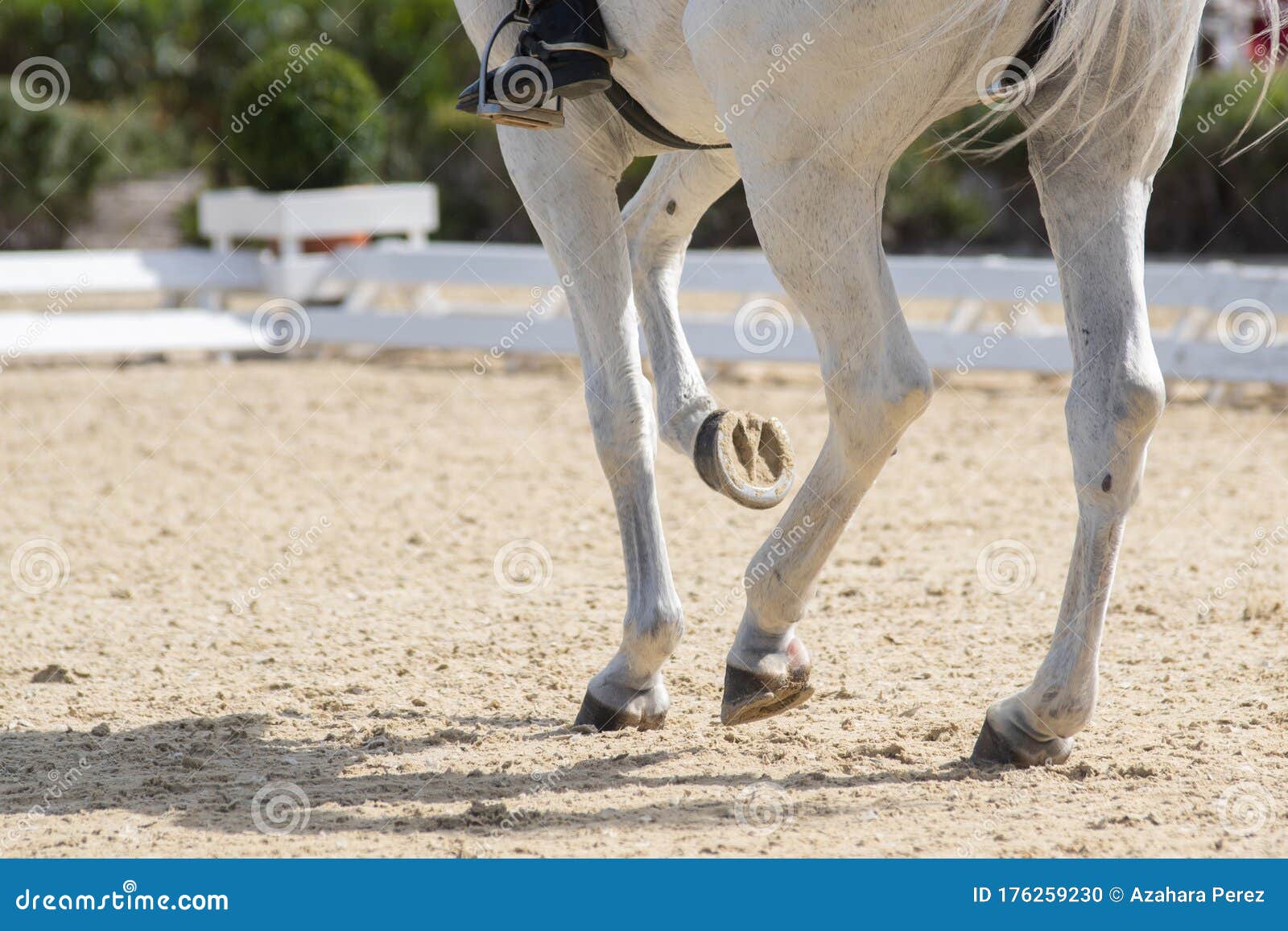 legs and hoofs of a mare in a dressage grand prix test