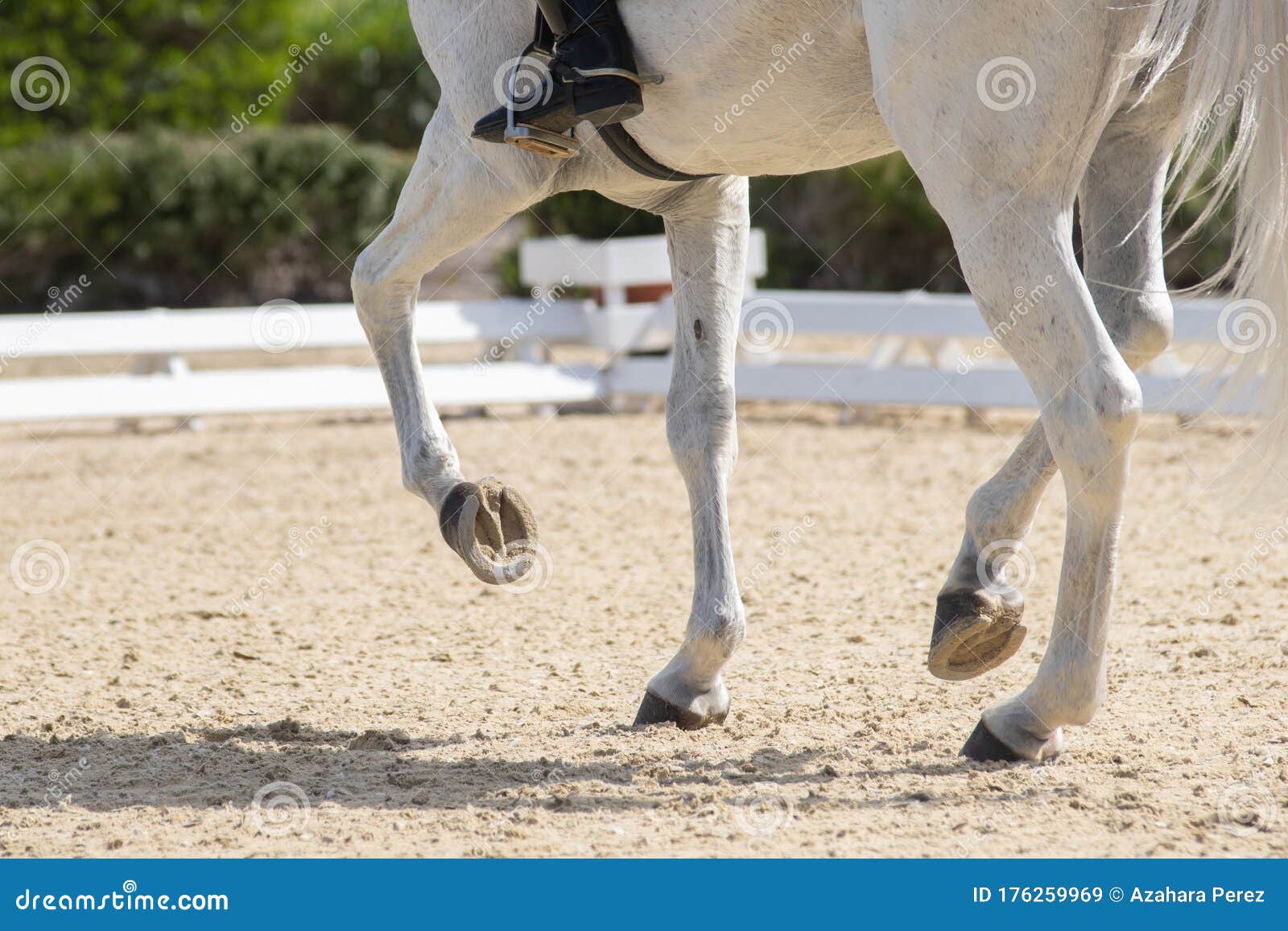 legs and hoofs of a mare in a dressage grand prix test