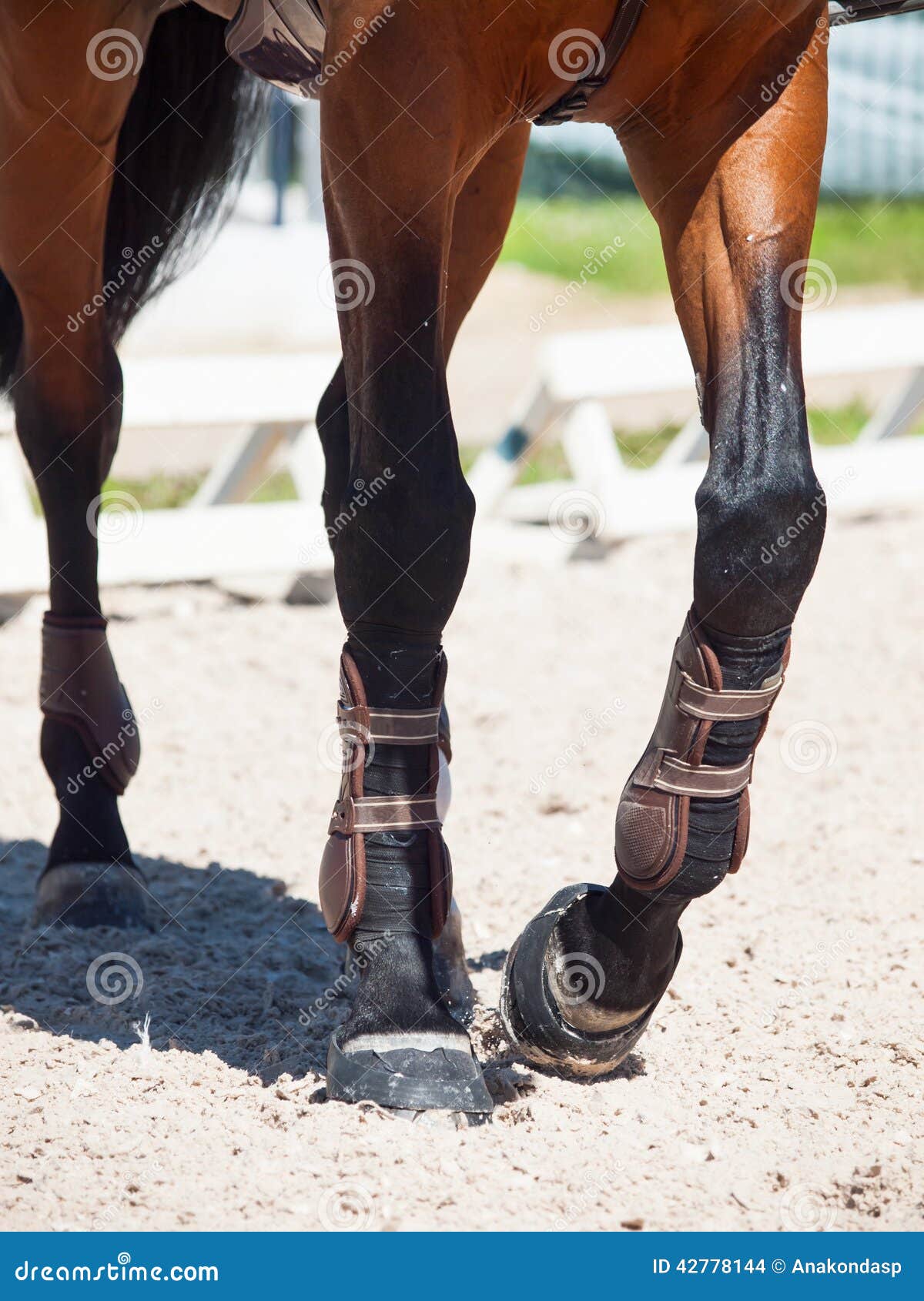 Legs of Horse in Movement. Close Up Stock Photo Image of movement