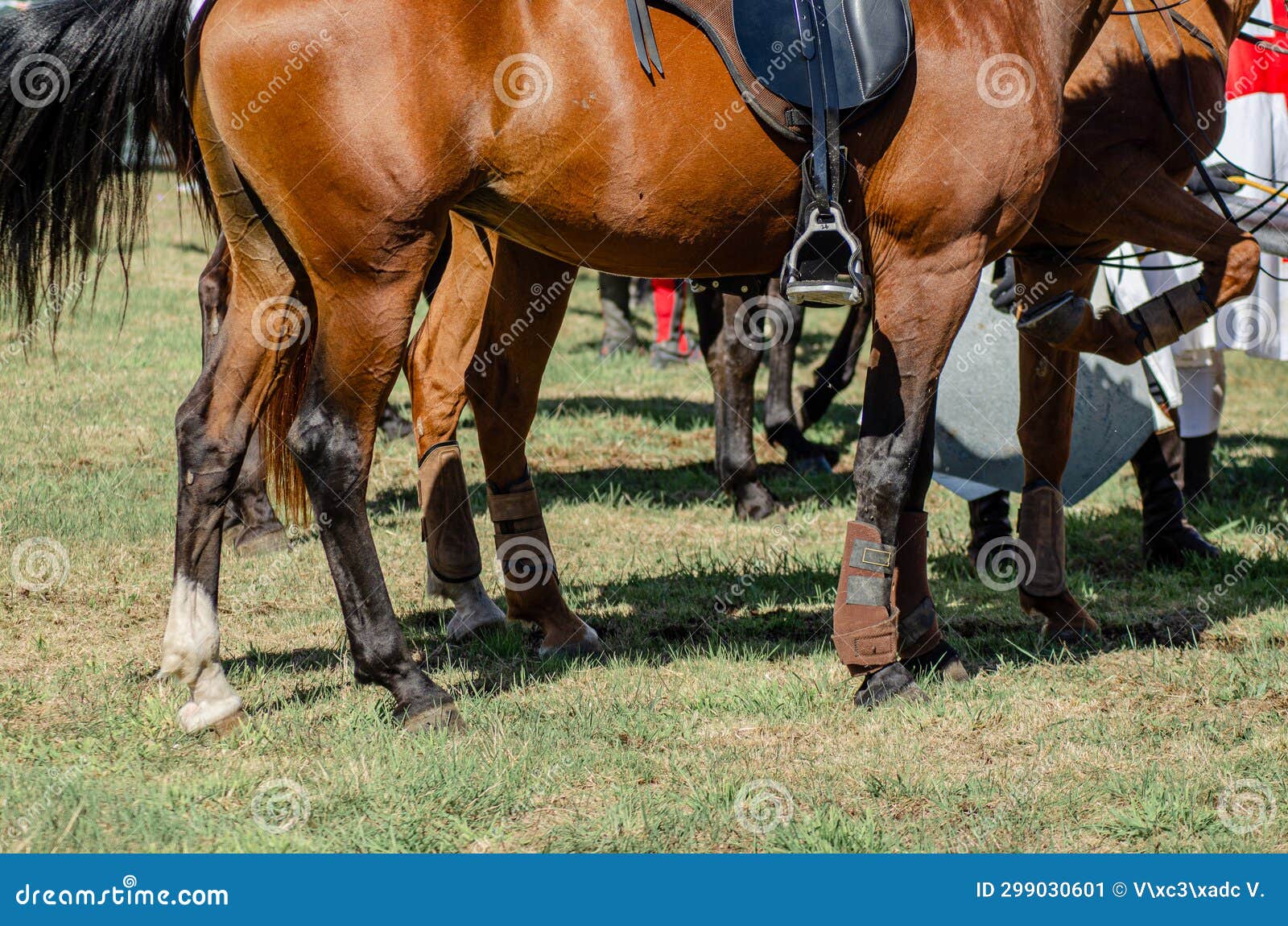 Legs of Several Horses in a Row Stock Image Image of head, herd