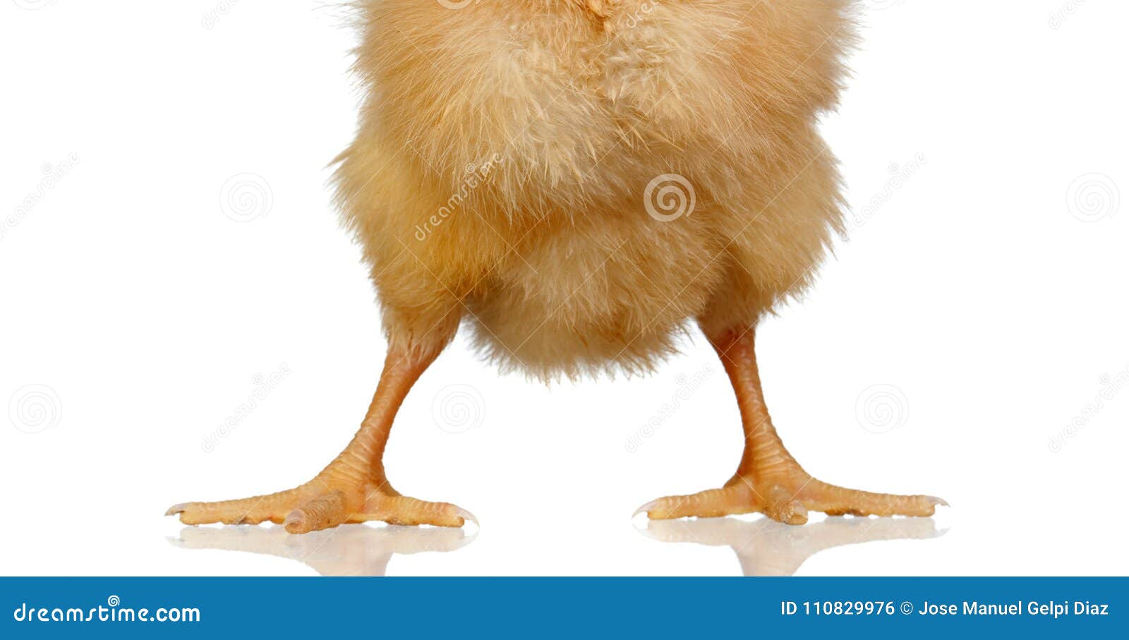 Legs of a Yellow Chicken Close Up Stock Photo - Image of animal