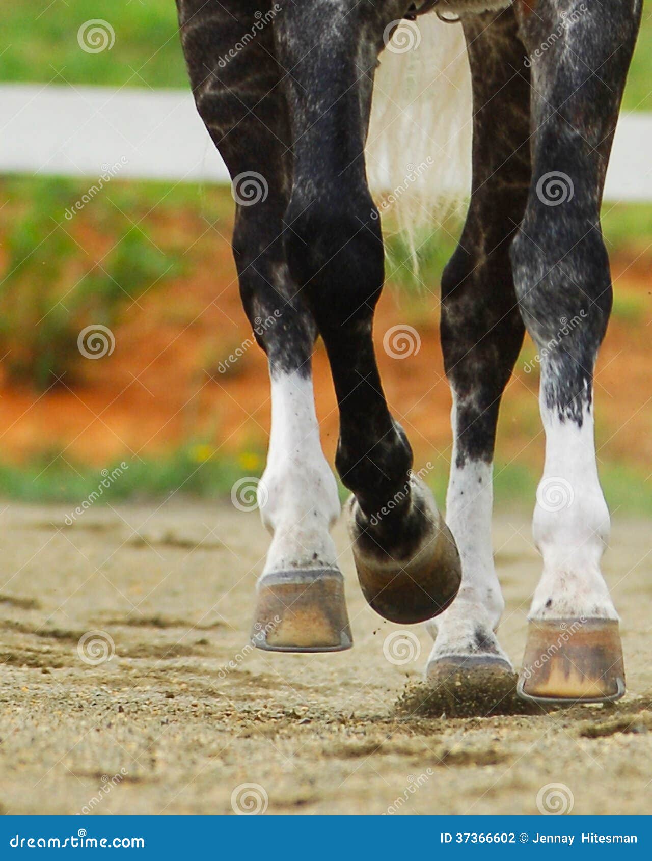 Legs of horse stock photo. Image of hooves, foot, knees 37366602