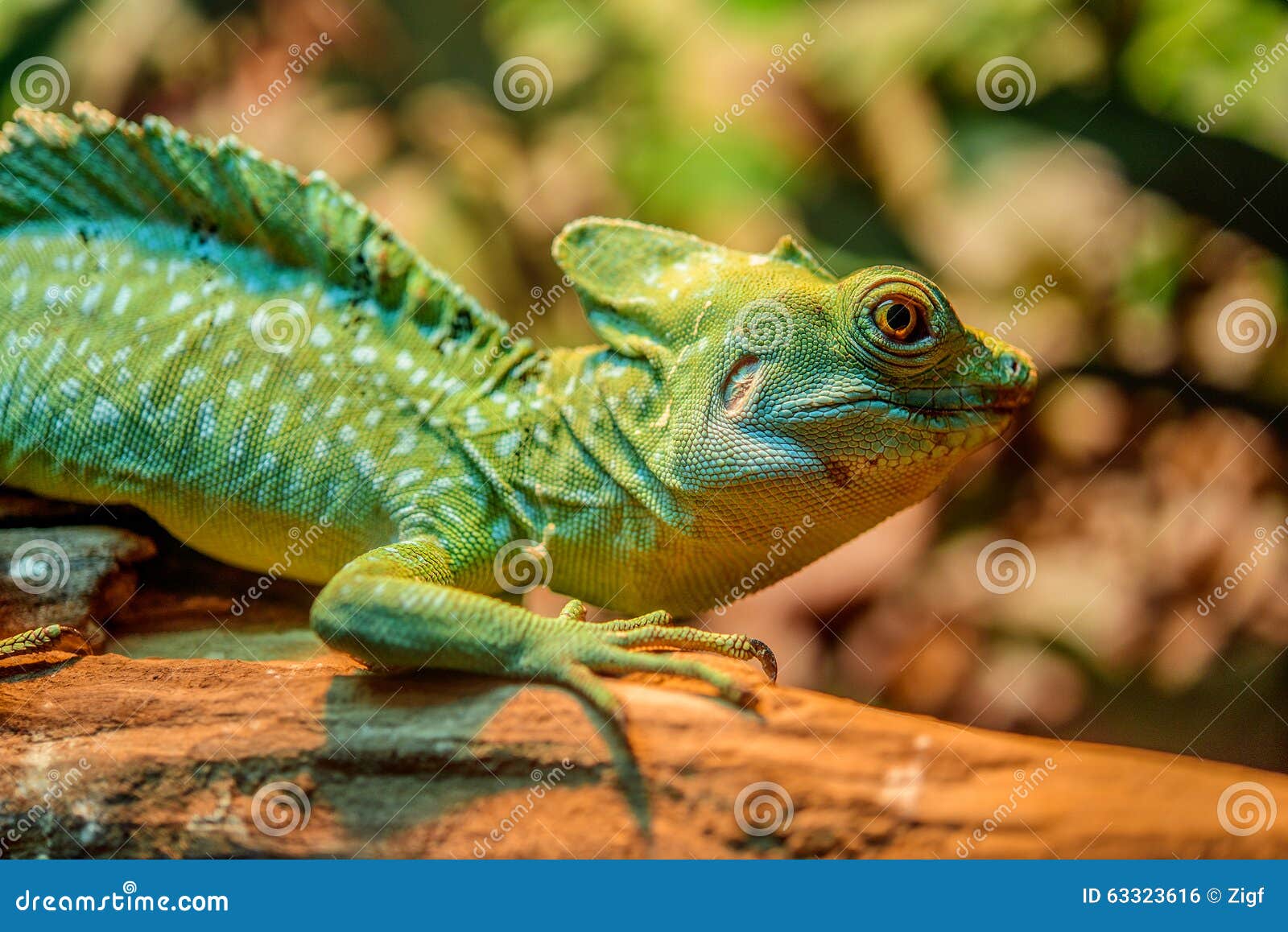 Leguan stockfoto. Bild von schön, geschöpf, haustier - 63323616