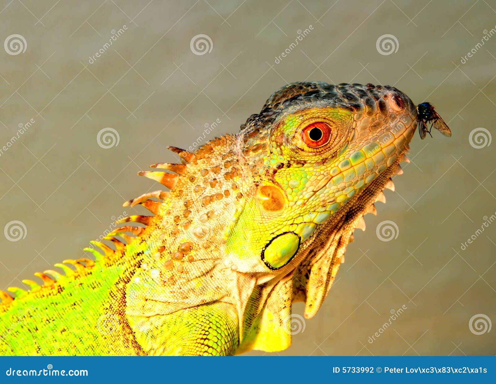Leguan and fly stock photo. Image of spiky, greenaries ...