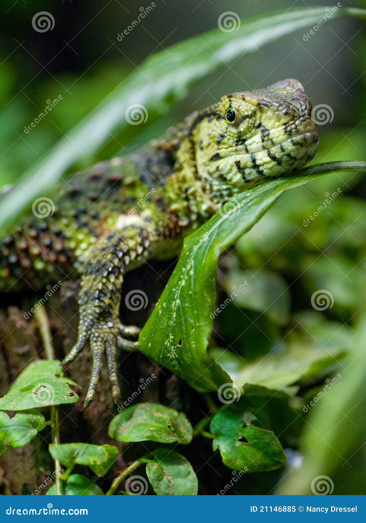 Leguan Royalty-Free Stock Photo | CartoonDealer.com #53770353