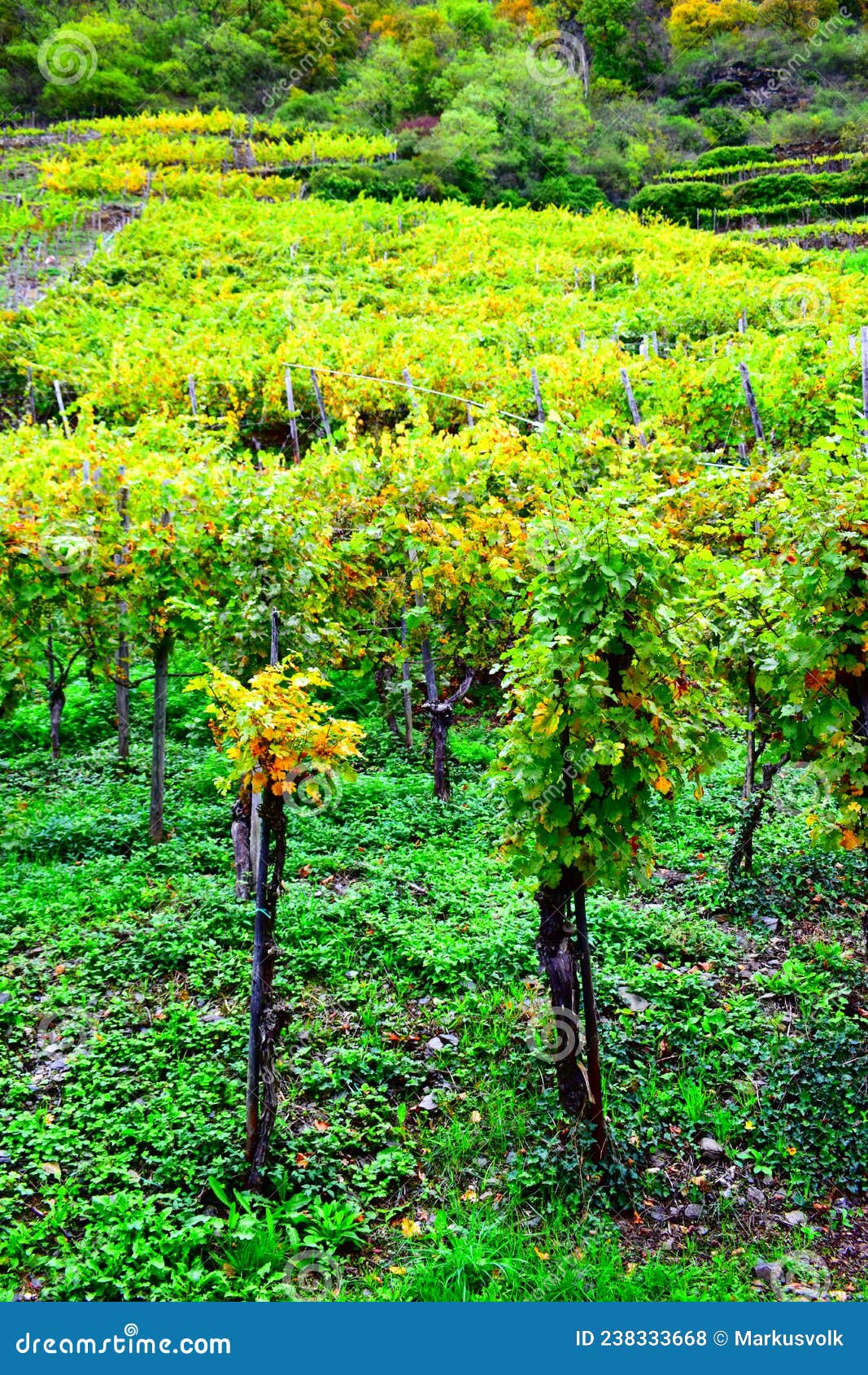 green and yellow vineyard in lower part of mosel valley, near lehmen