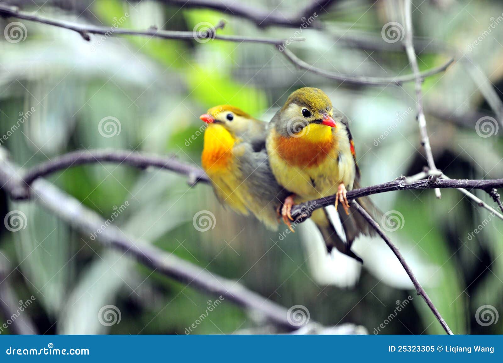 El leiothrix Rojo-mandado la cuenta es el símbolo del amor