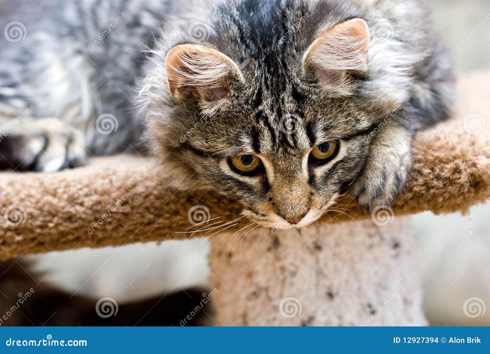 Leka för kattunge för förtjusande härlig katt gulligt. Gullig ner kattunge för förtjusande härlig katt som ser leka