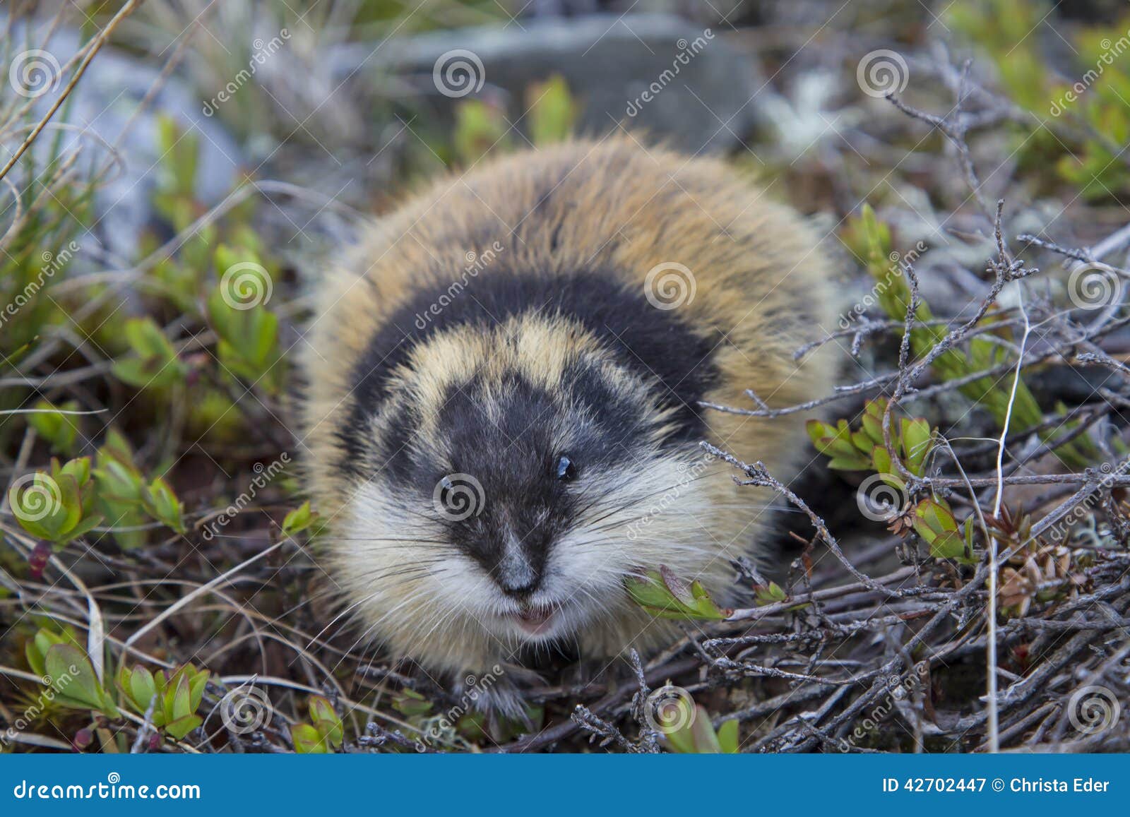 O Que é LEMMING em Português