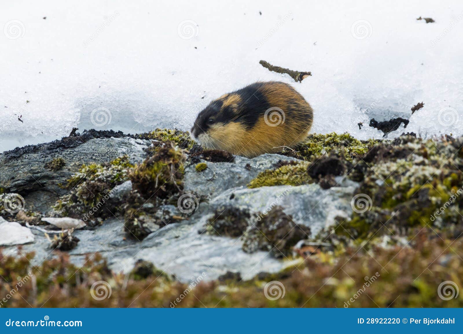 Lemming norvégien. Lemming, lemmus de Lemmus, et neige norvégiens. Dans le Suédois est tombée la toundra de Jaemtland.